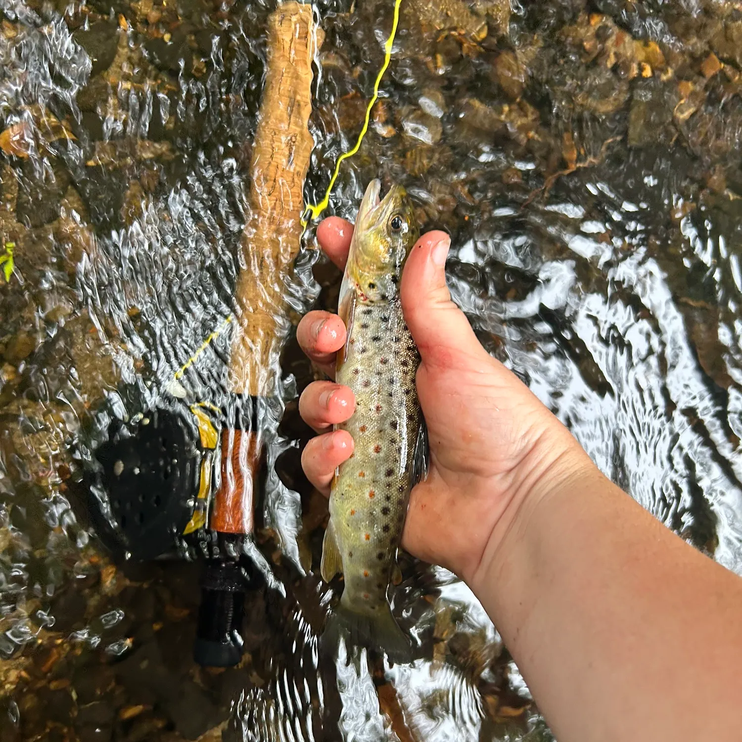 Brown trout caught on Fishbrain