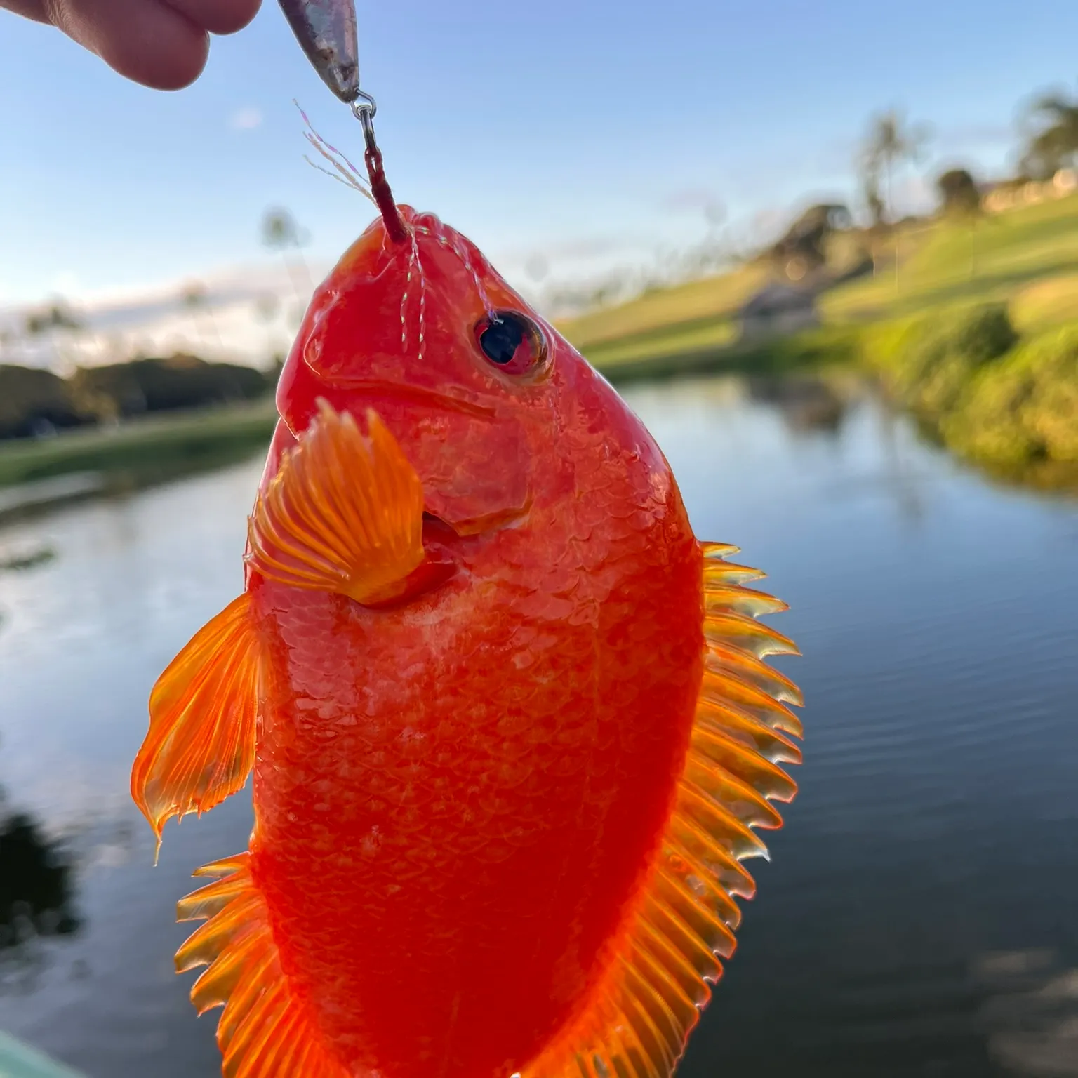 The most recent Red devil cichlid catches on Fishbrain