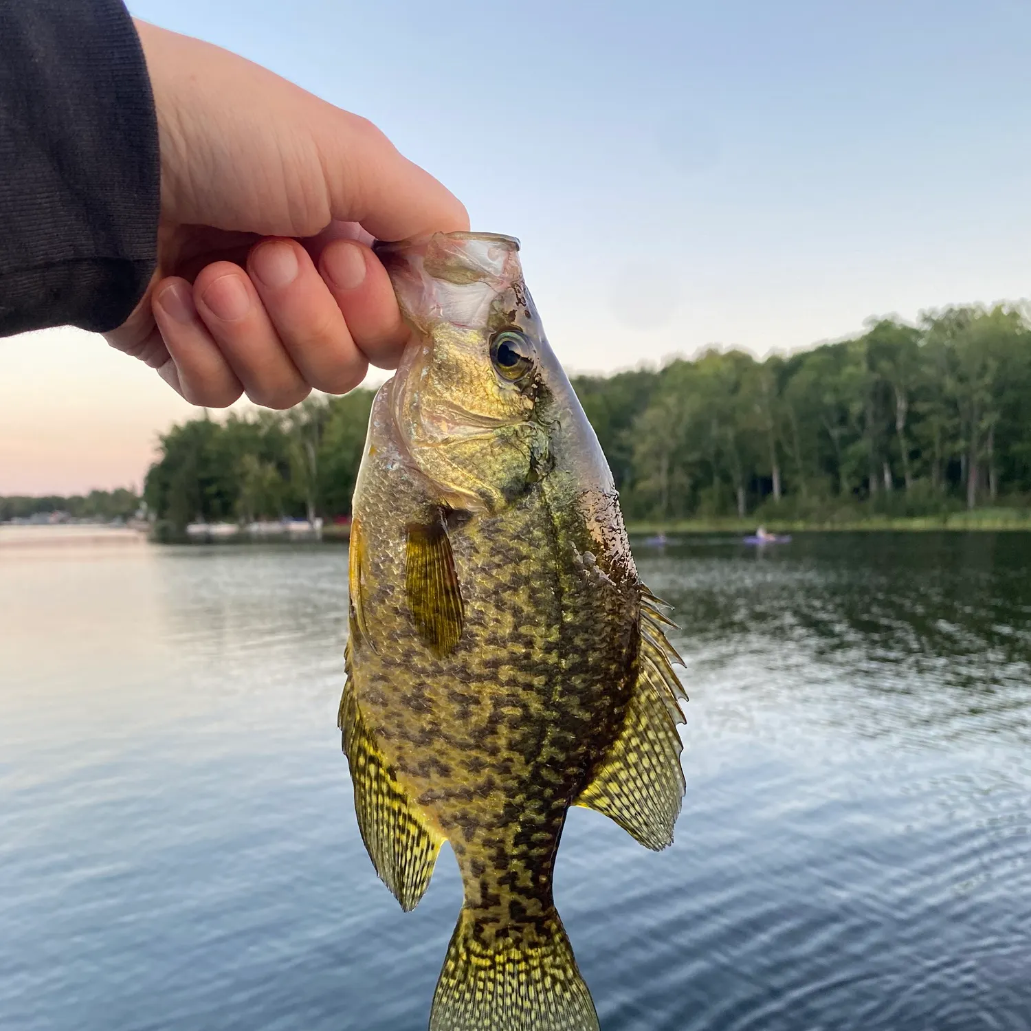 Black crappie caught on Fishbrain
