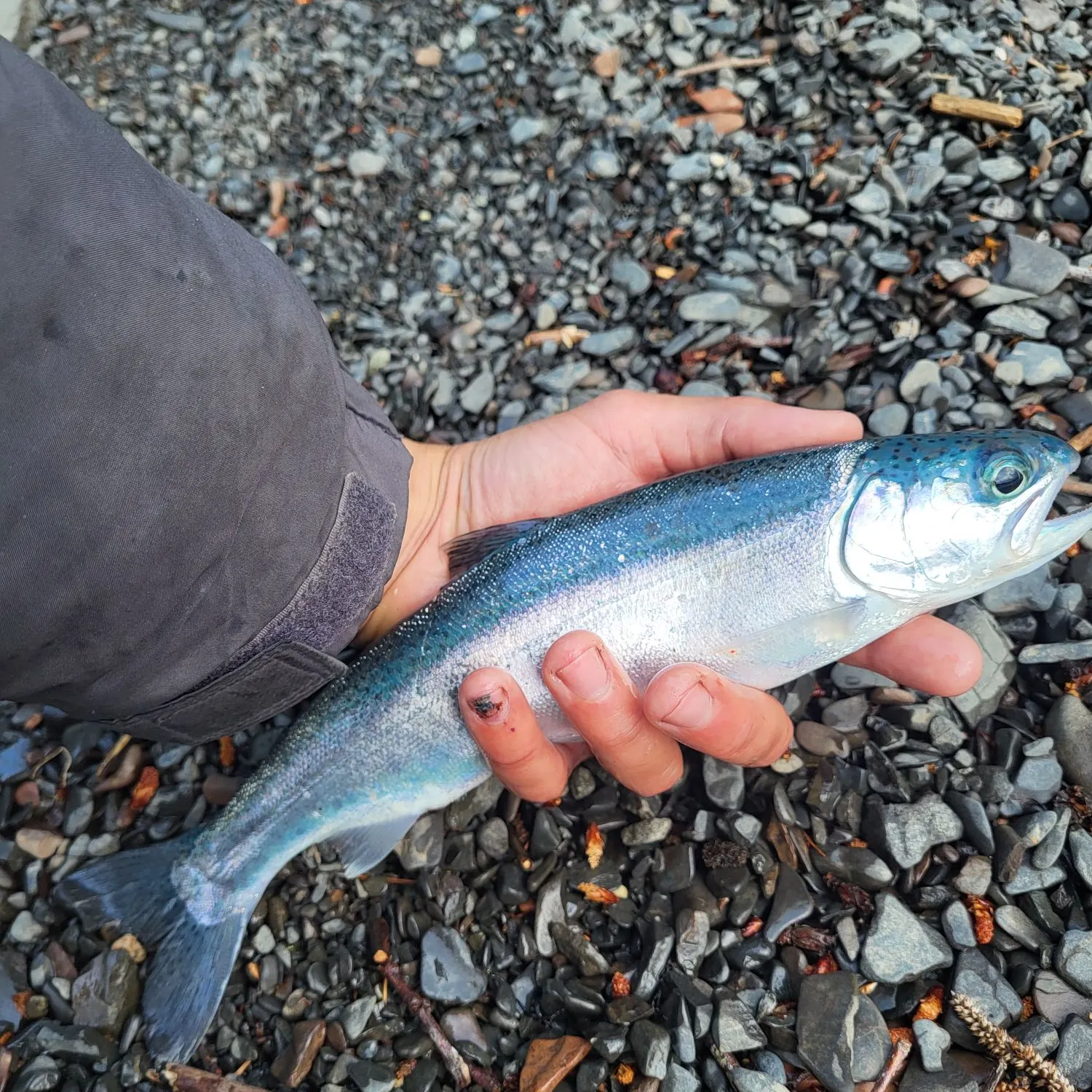 The most recent Lake Crescent cutthroat trout catches on Fishbrain