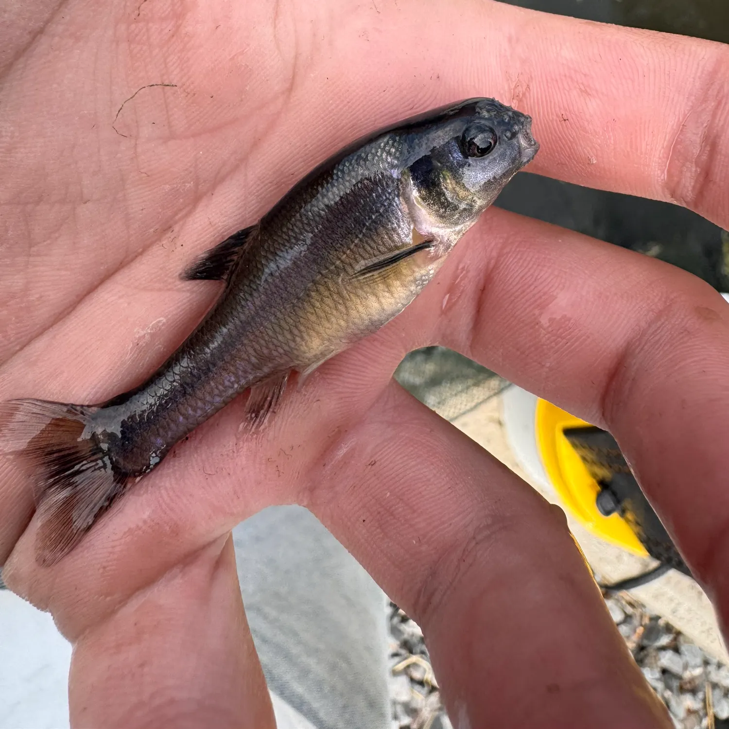 The most recent Fathead minnow catches on Fishbrain