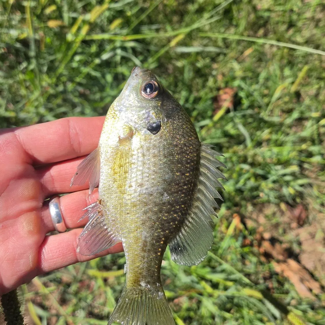 Bluegill caught on Fishbrain