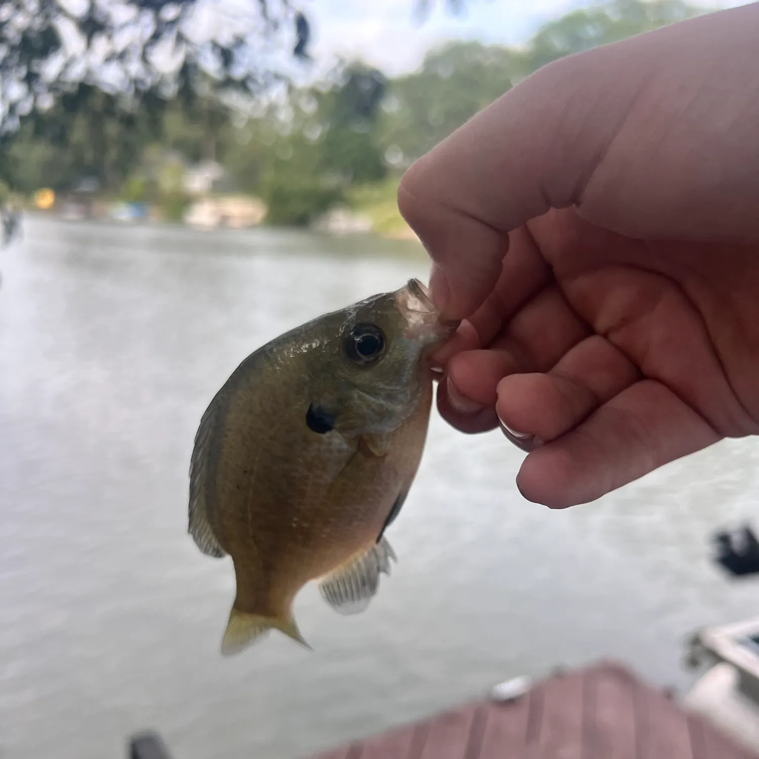 Bluegill caught on Fishbrain
