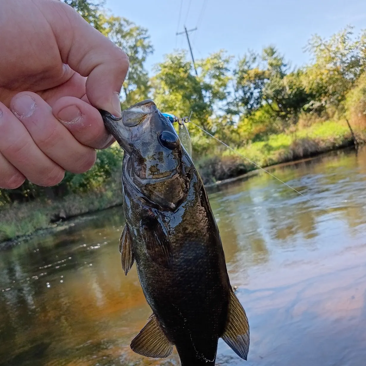 Smallmouth bass caught on Fishbrain