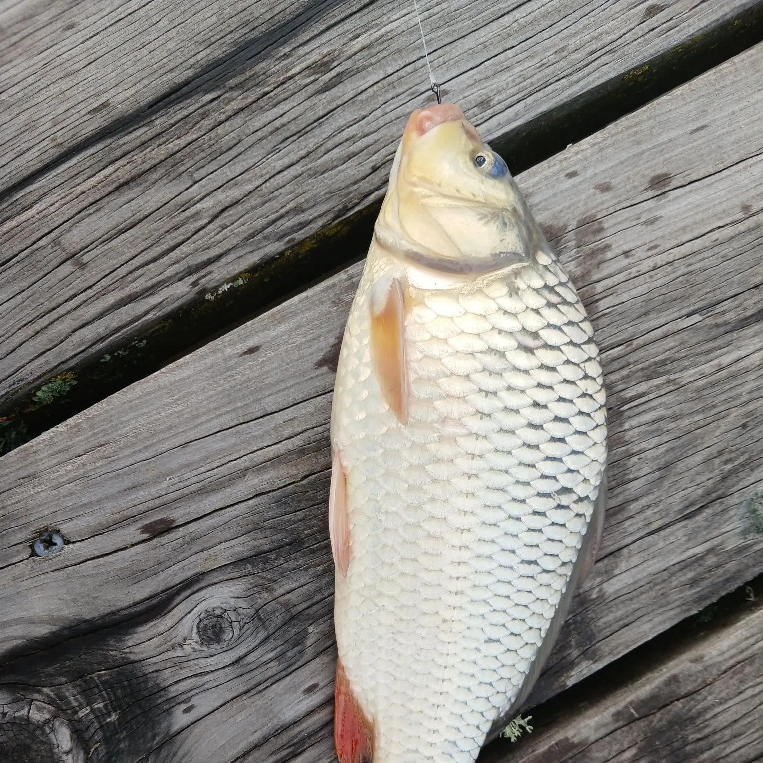 Common carp caught on Fishbrain