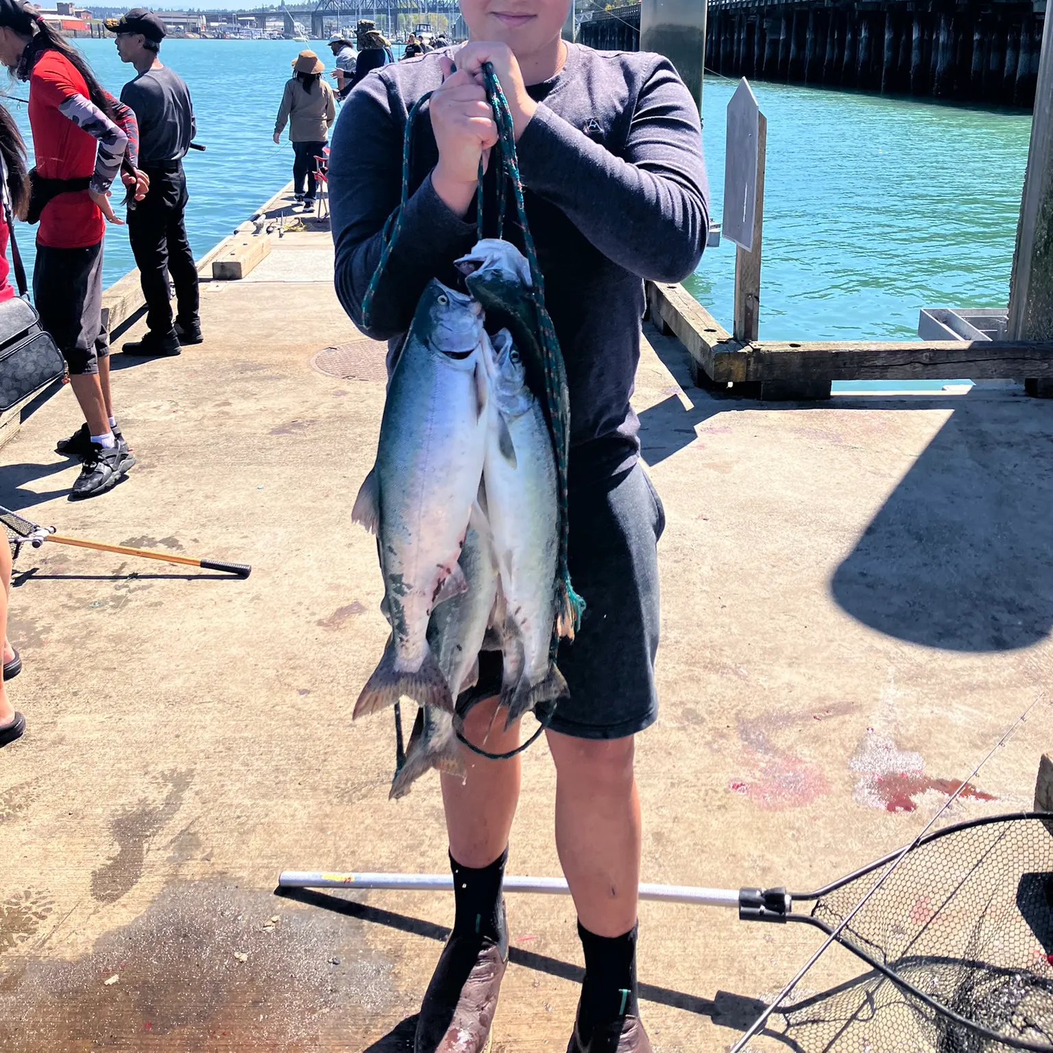 The most recent Pink salmon catches on Fishbrain