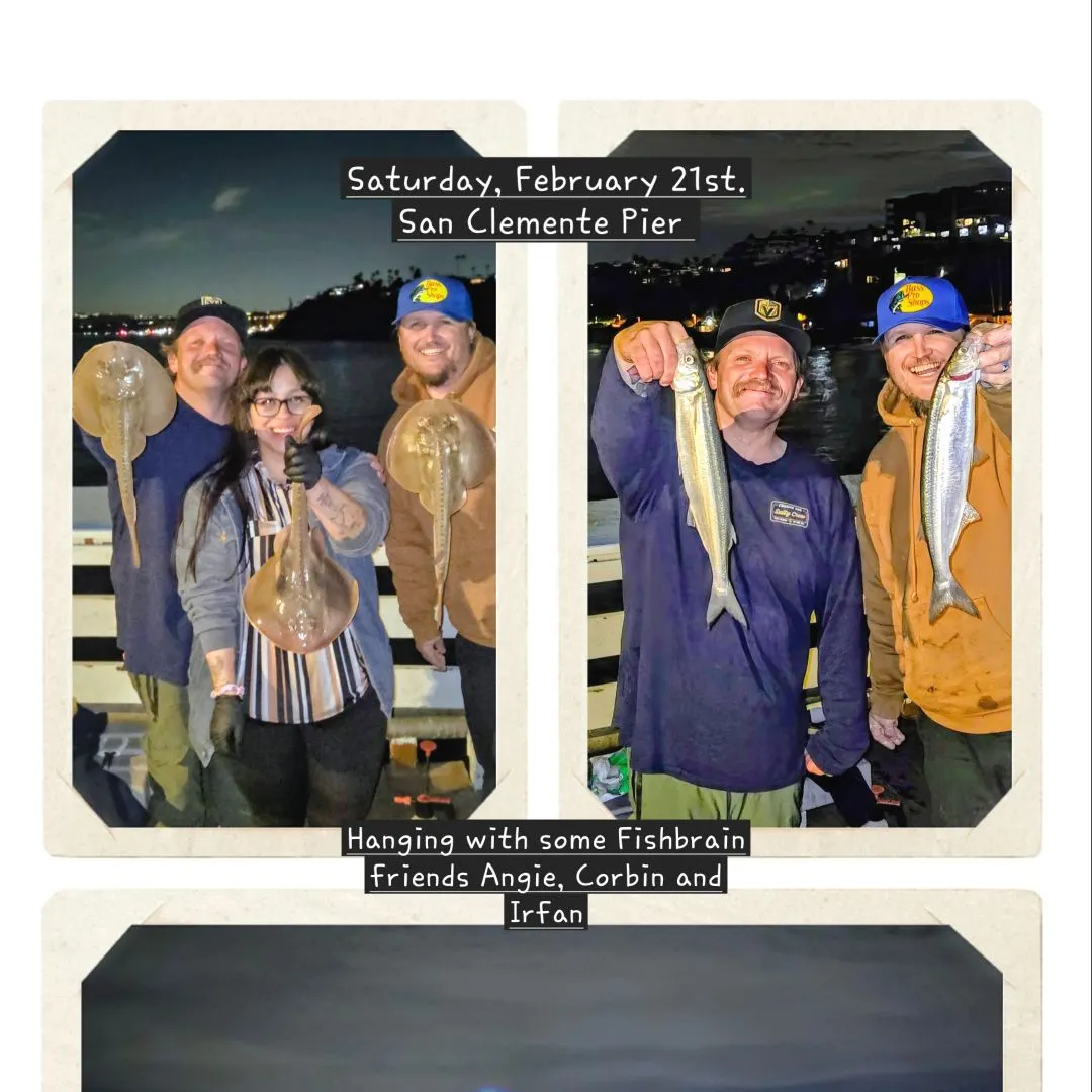 The most recent Surf smelt catches on Fishbrain