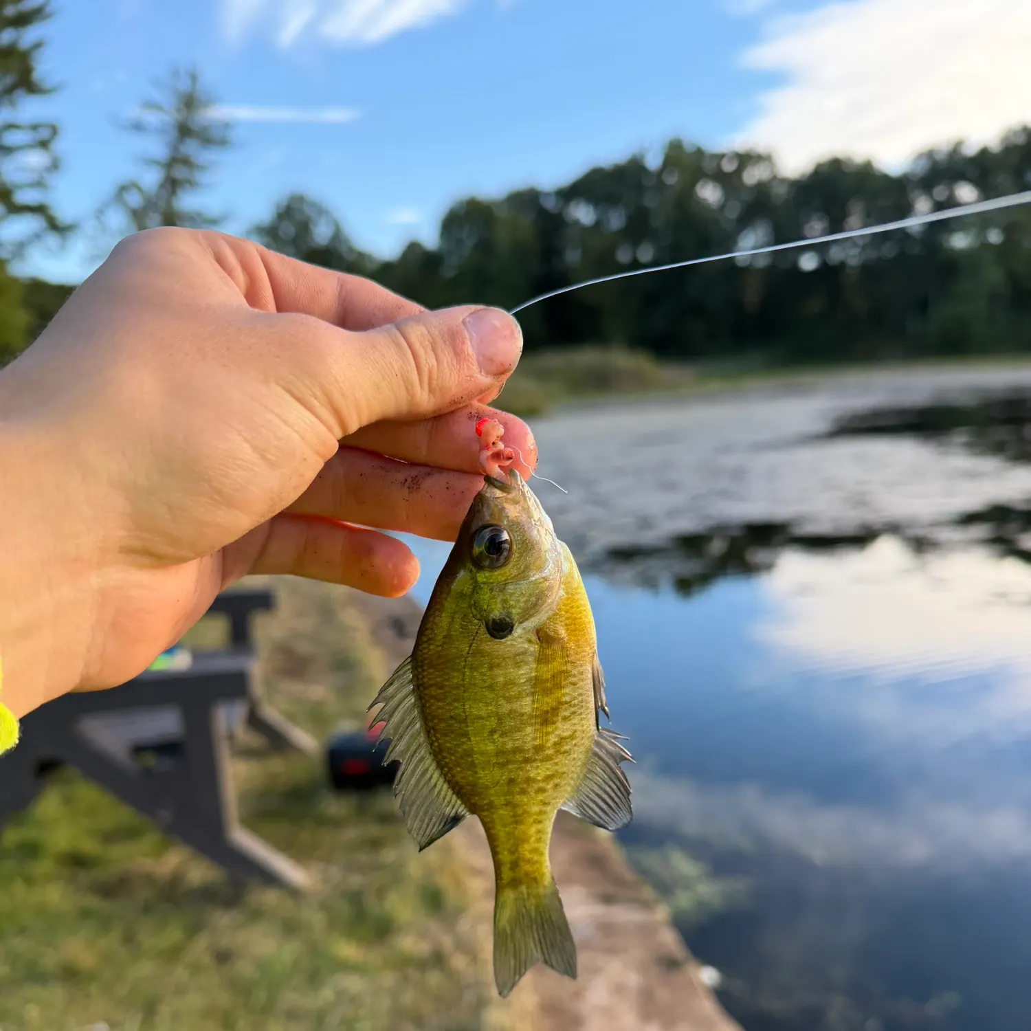Bluegill caught on Fishbrain