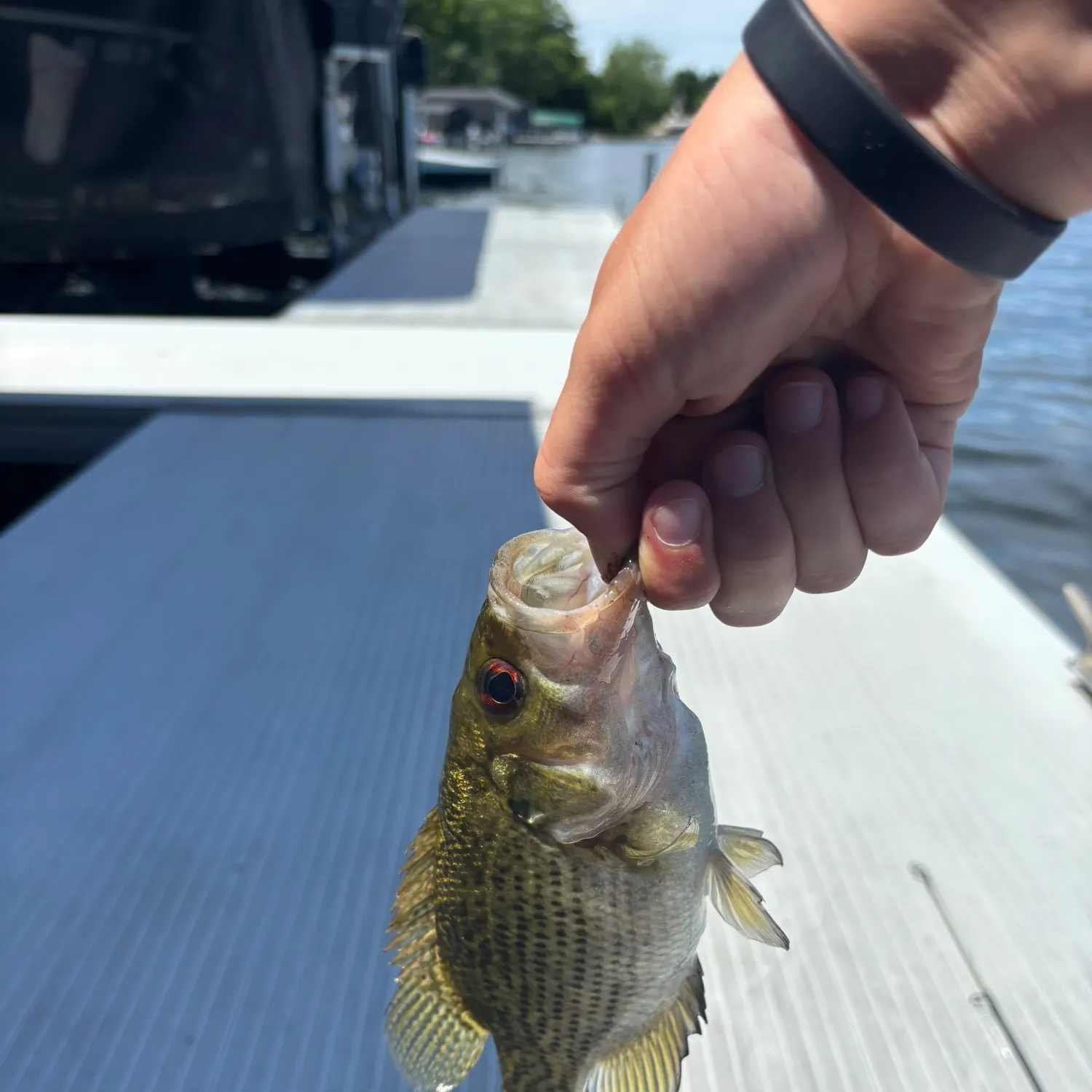 catch