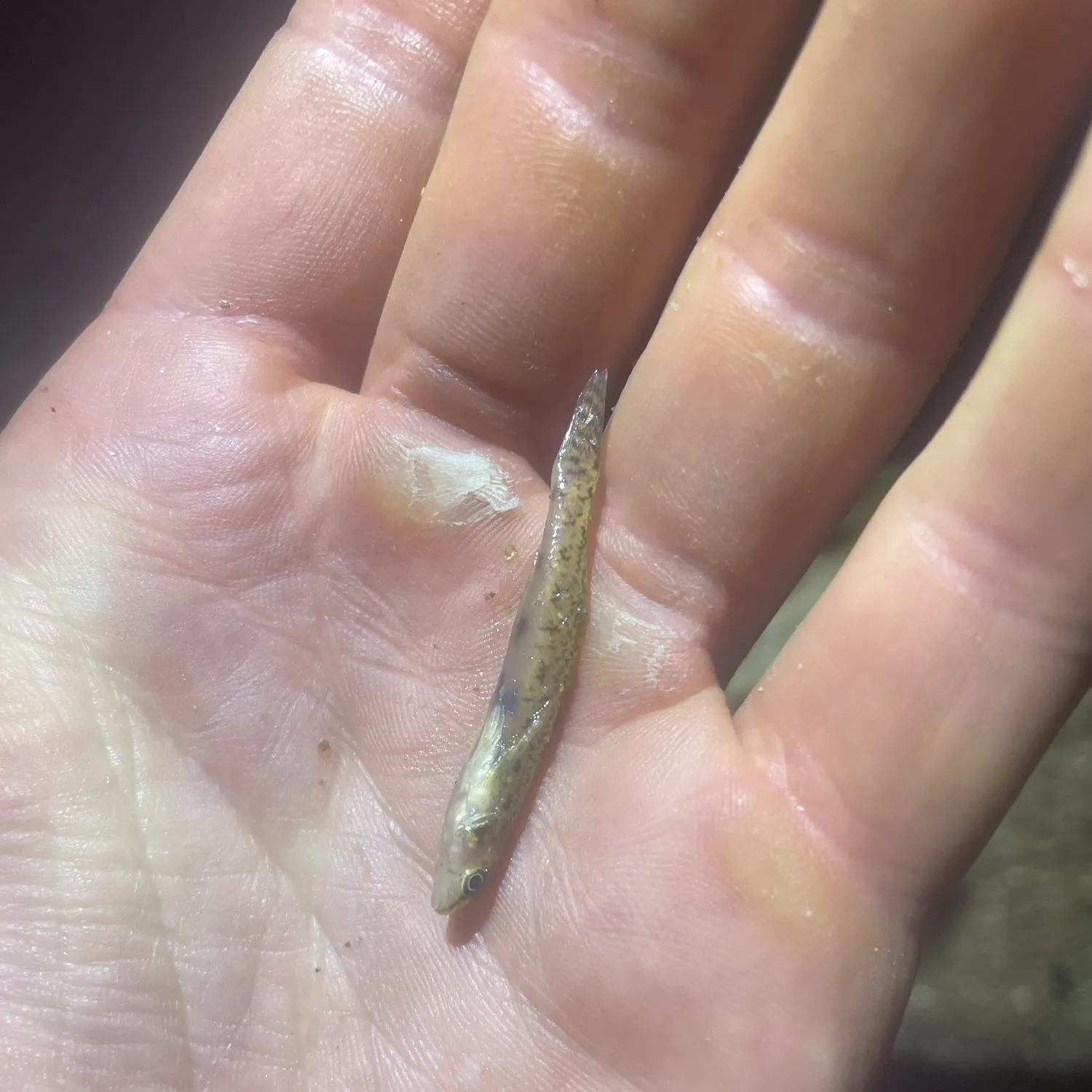 The most recent Eastern sand darter catches on Fishbrain