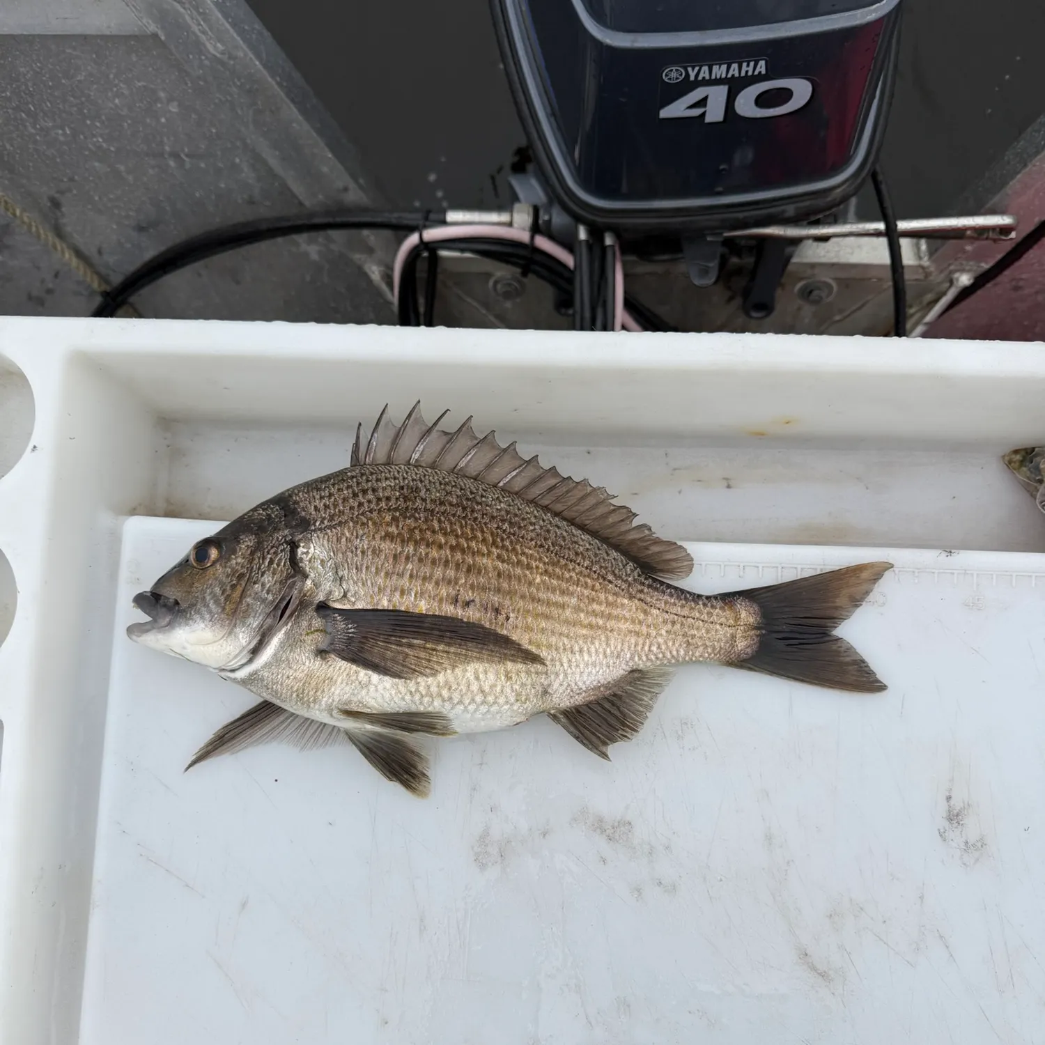 Southern black bream caught on Fishbrain