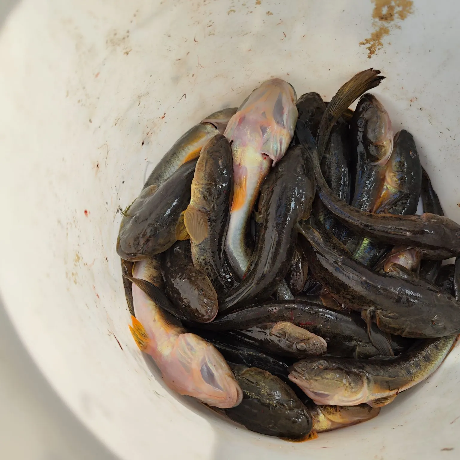 The most recent Yellowfin goby catches on Fishbrain