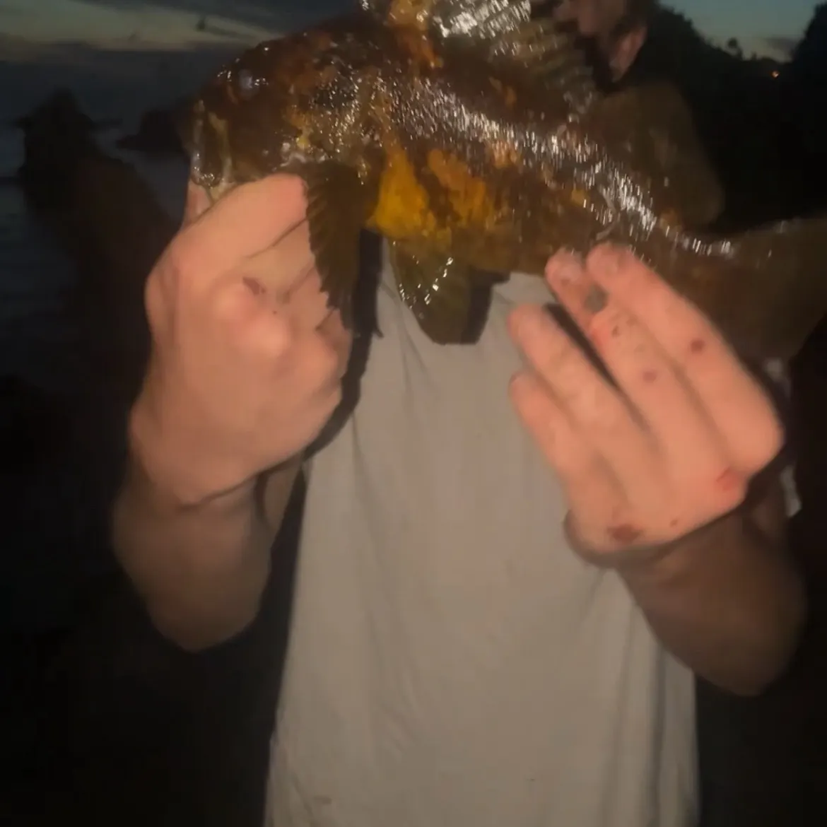 The most recent Grass rockfish catches on Fishbrain
