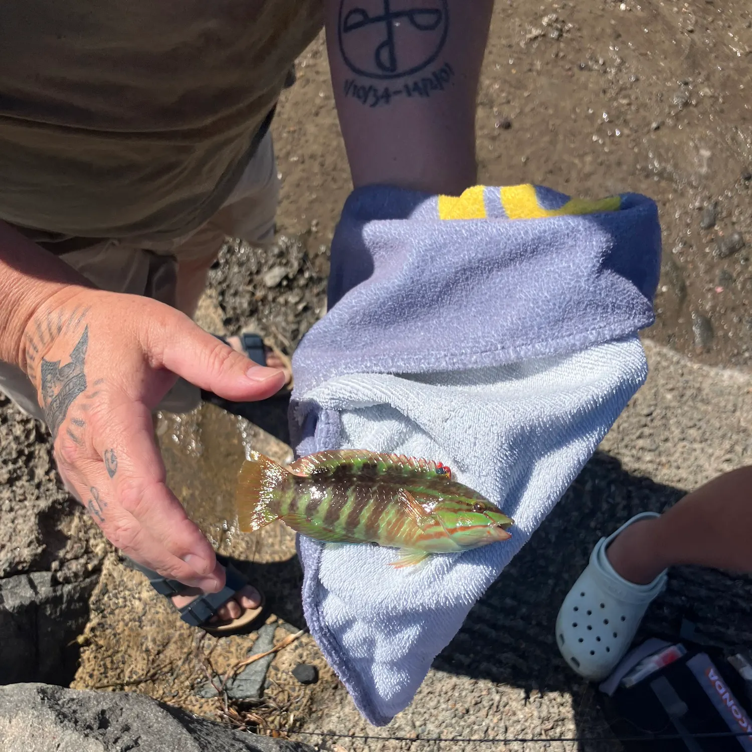 The most recent Maori wrasse catches on Fishbrain