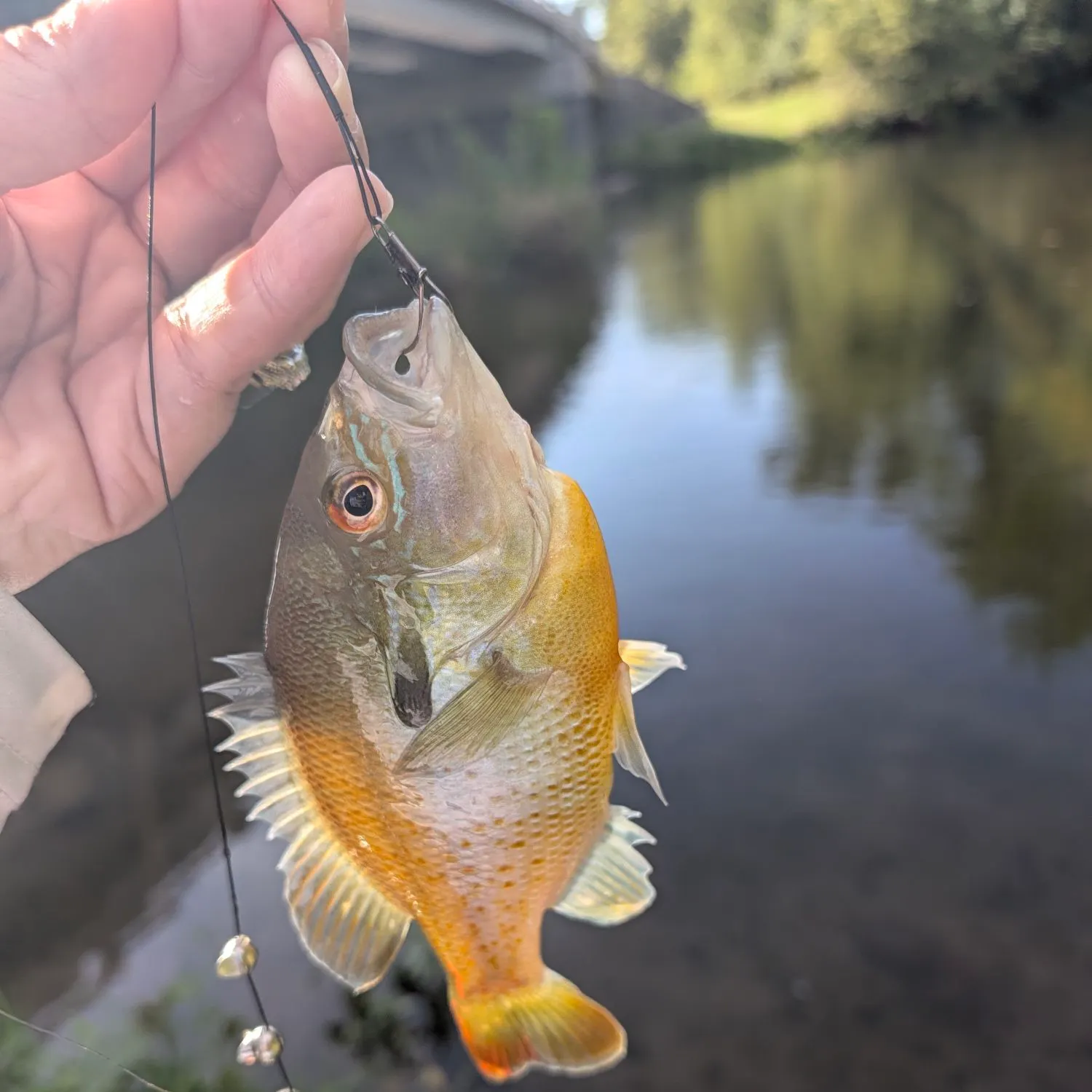 Redbreast sunfish caught on Fishbrain