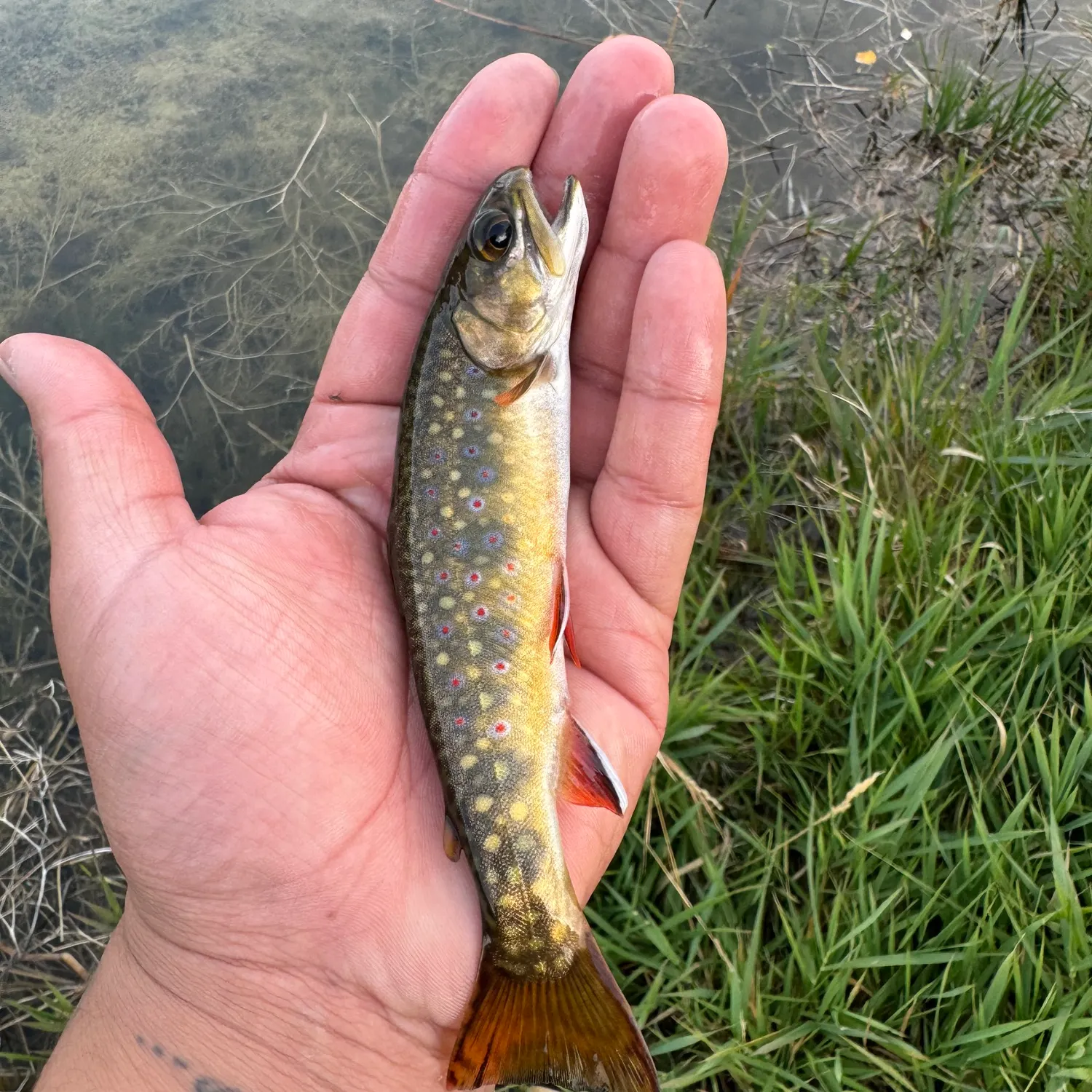 Brook trout caught on Fishbrain