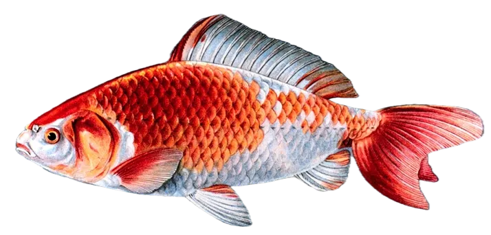 Goldfish