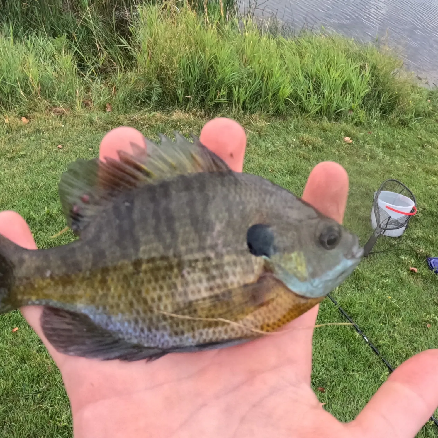 Bluegill caught on Fishbrain