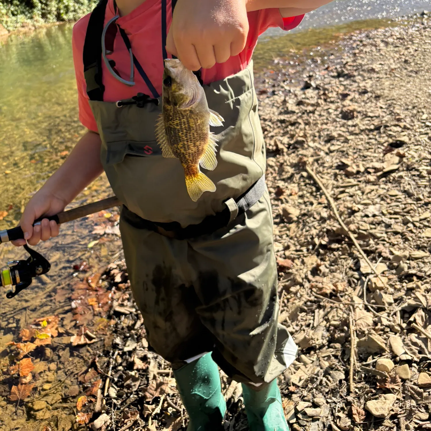 Rock bass caught on Fishbrain