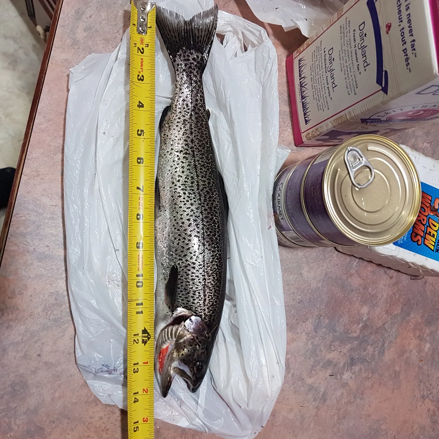 recently logged catches