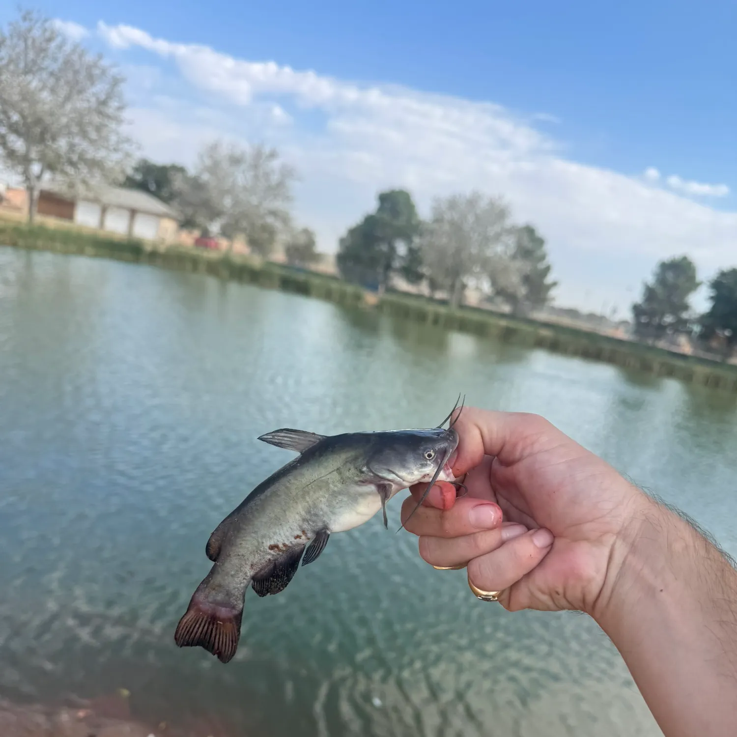 Black bullhead caught on Fishbrain