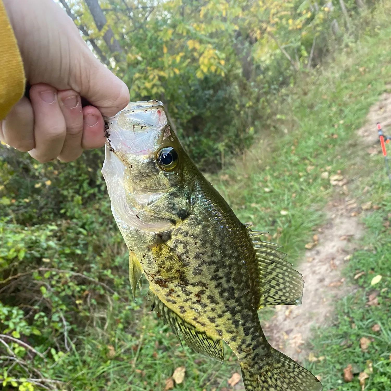The most recent Black crappie catches on Fishbrain