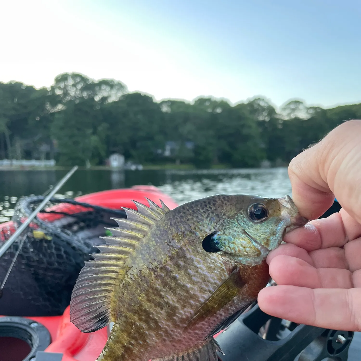 Bluegill caught on Fishbrain