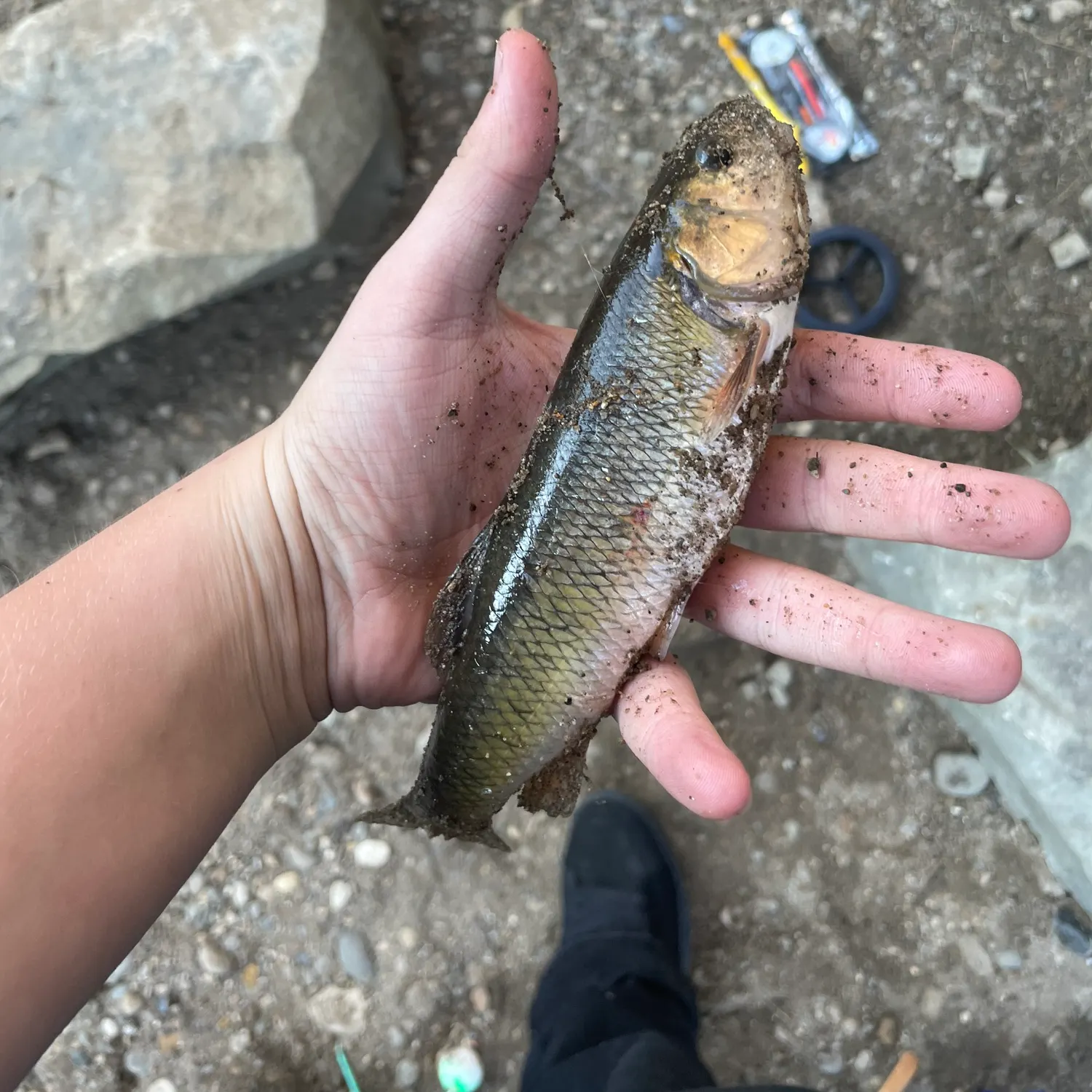 The most recent Hornyhead chub catches on Fishbrain