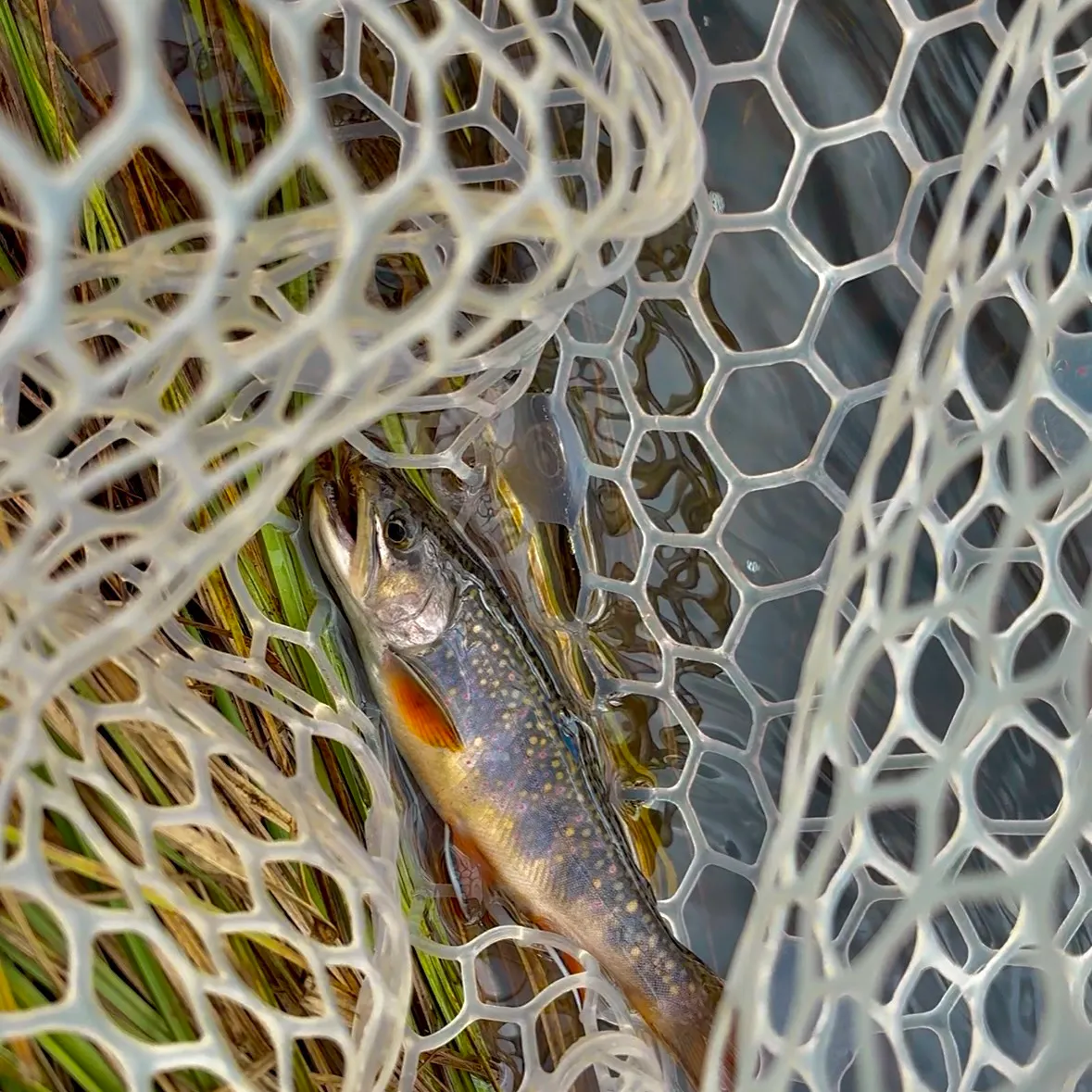 Brook trout caught on Fishbrain