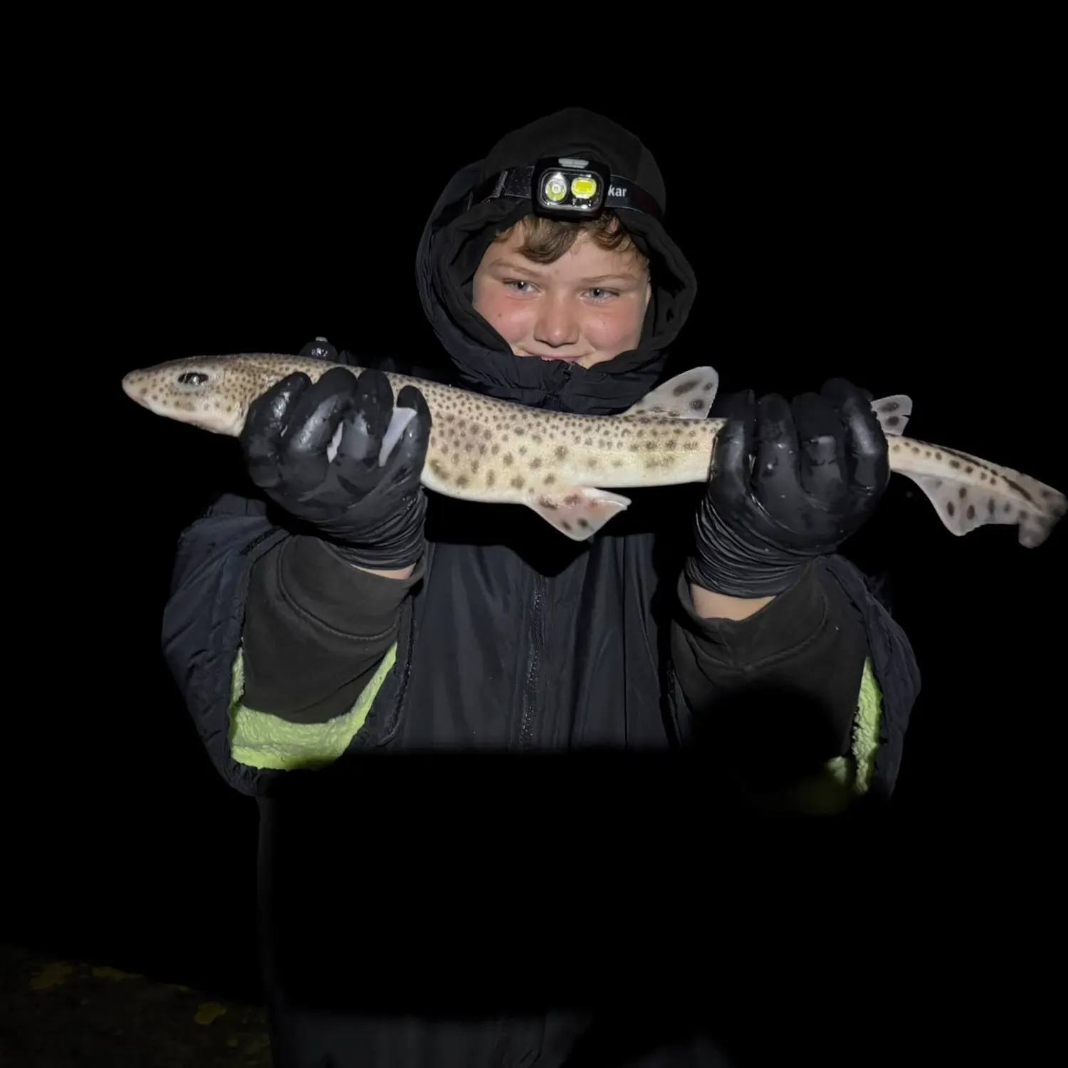 The most recent Lesser spotted dogfish catches on Fishbrain