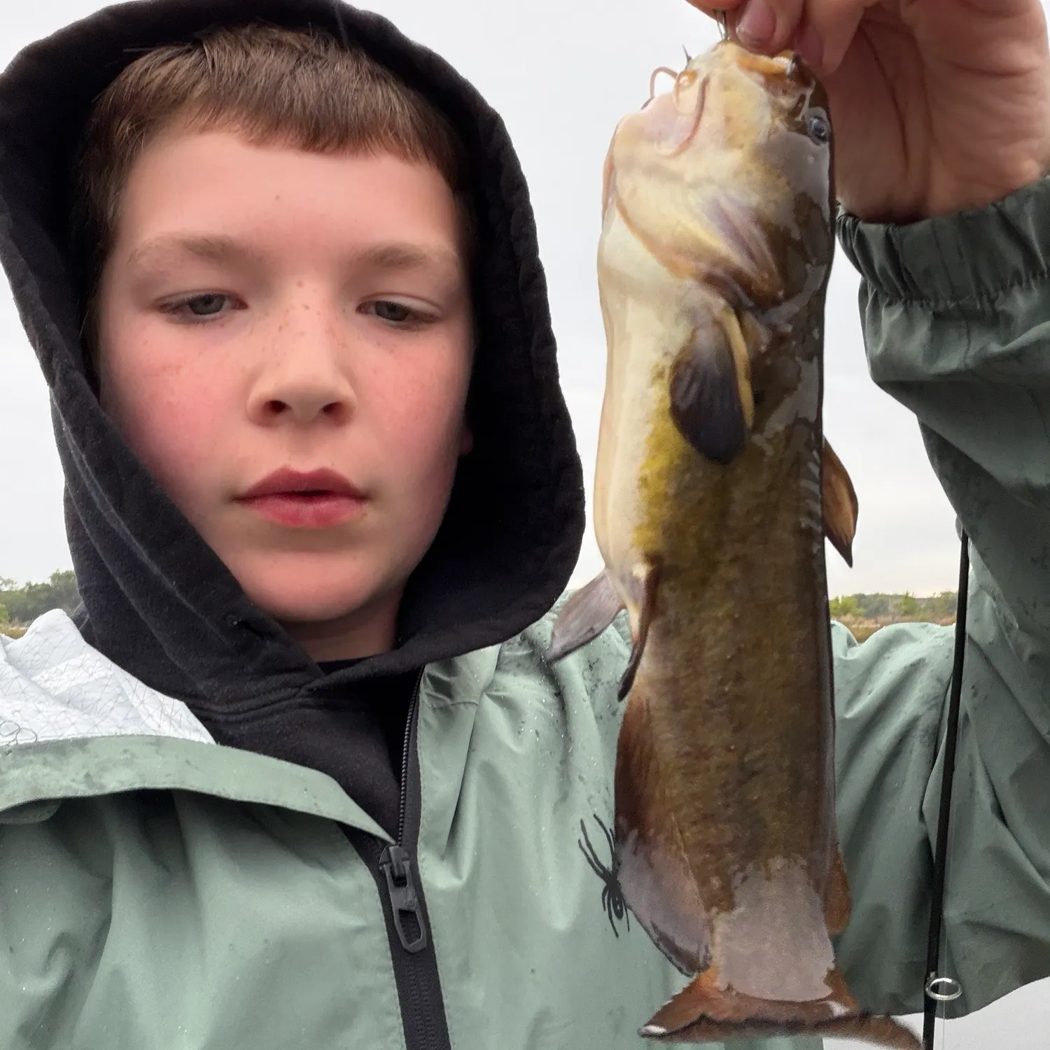 Yellow bullhead caught on Fishbrain