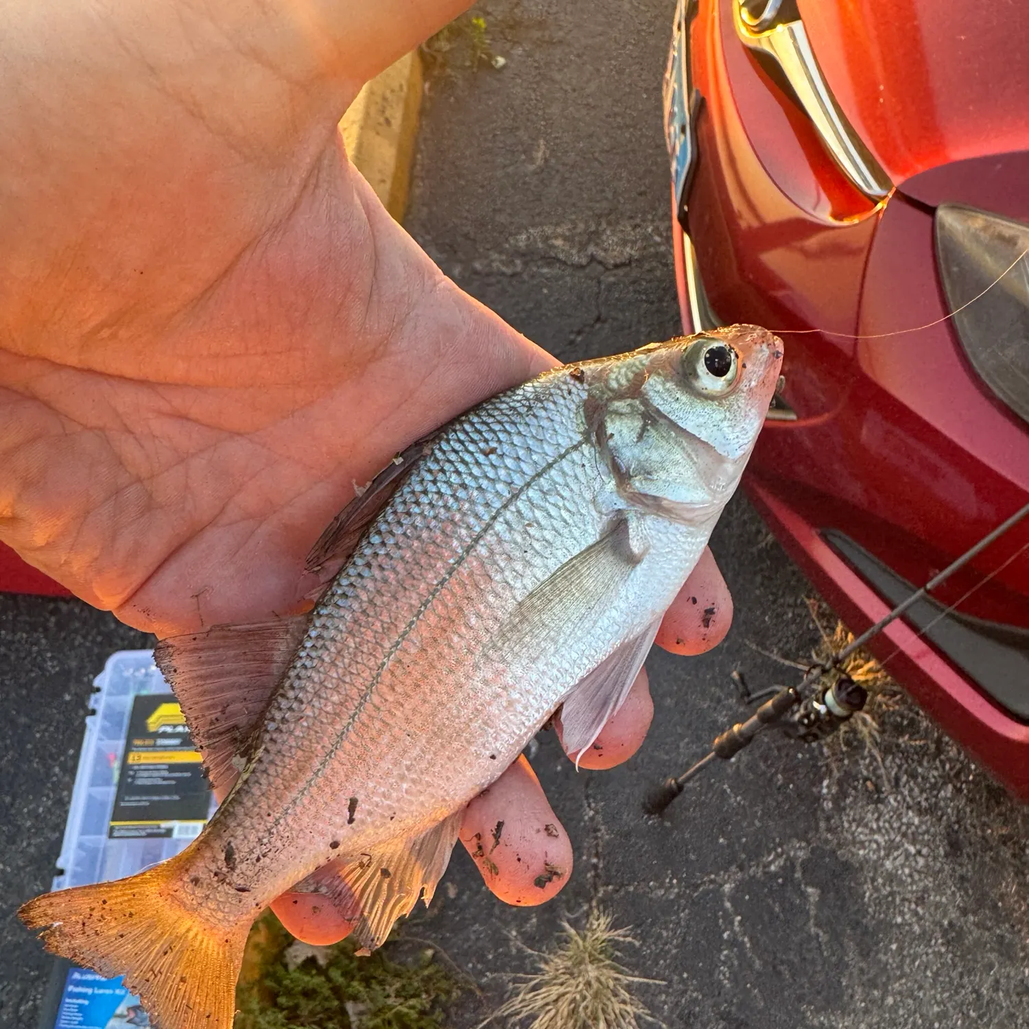 White perch caught on Fishbrain