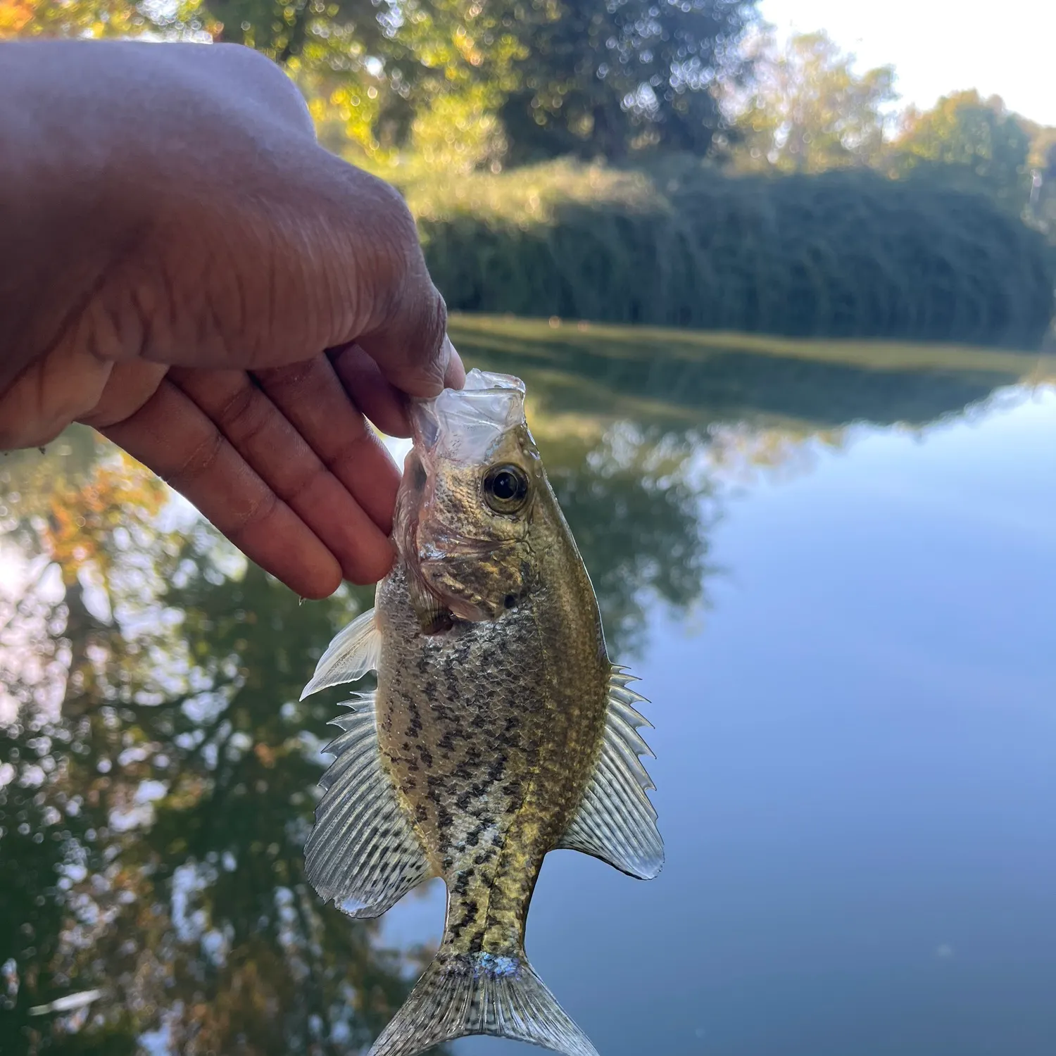 Black crappie caught on Fishbrain