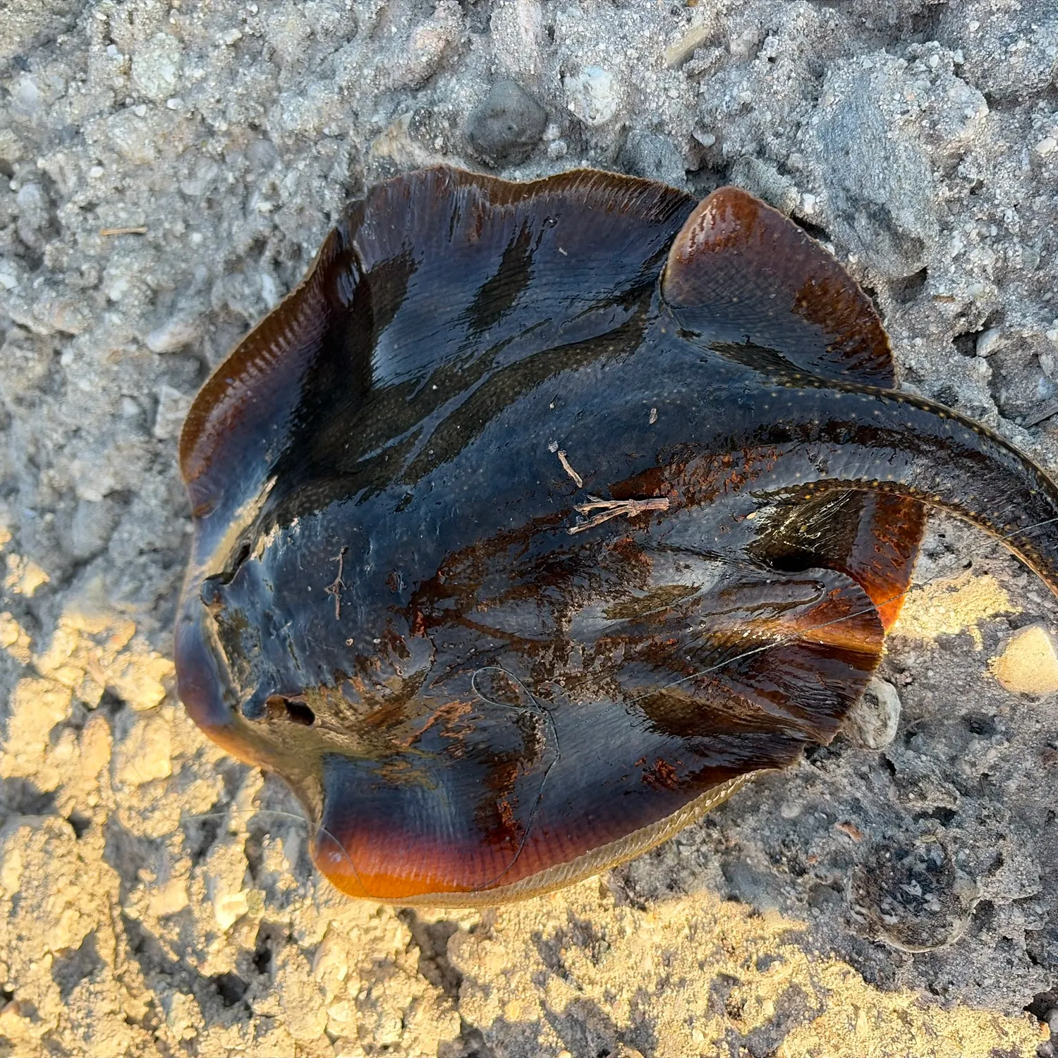 The most recent Haller's round ray catches on Fishbrain