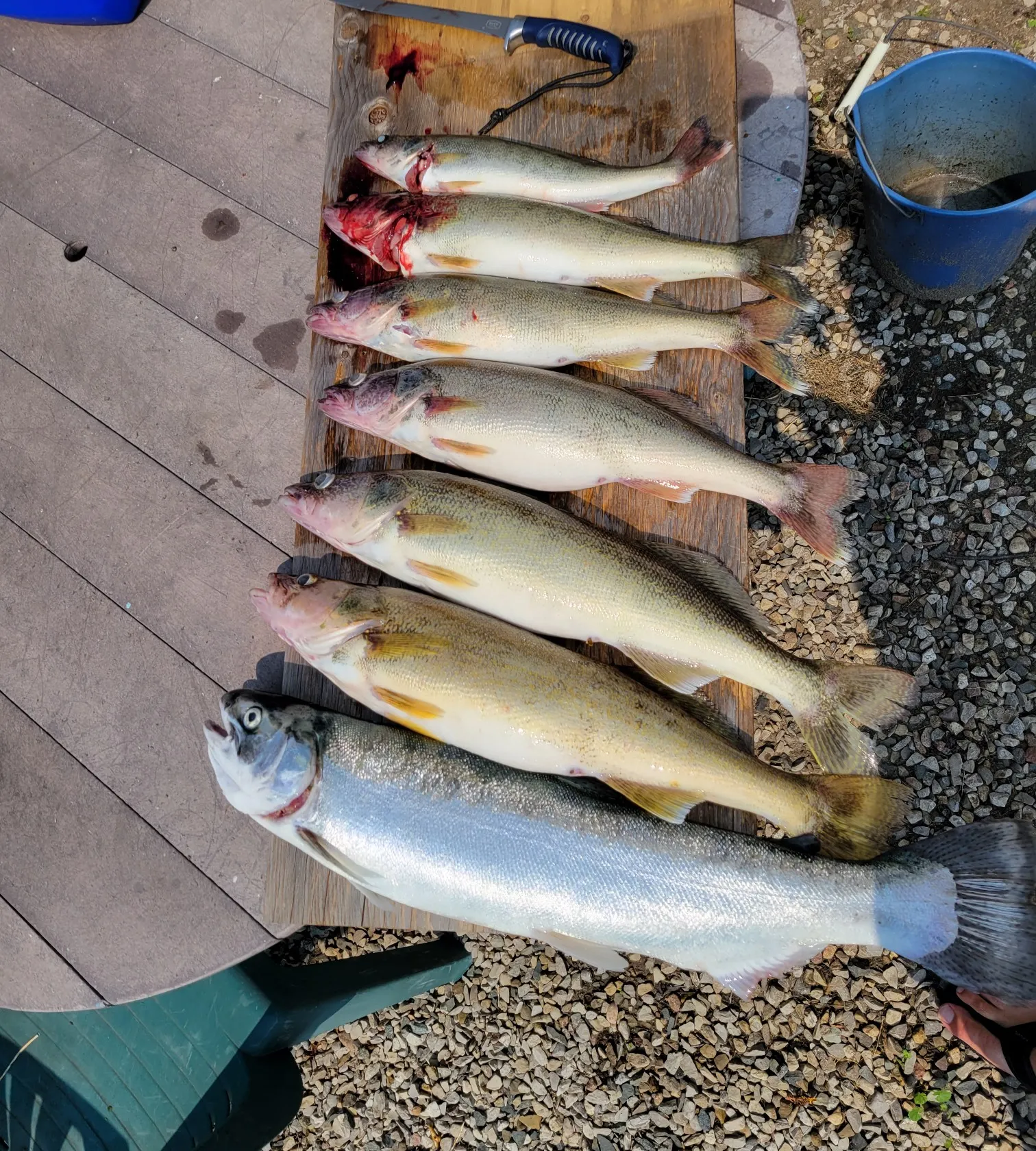 recently logged catches