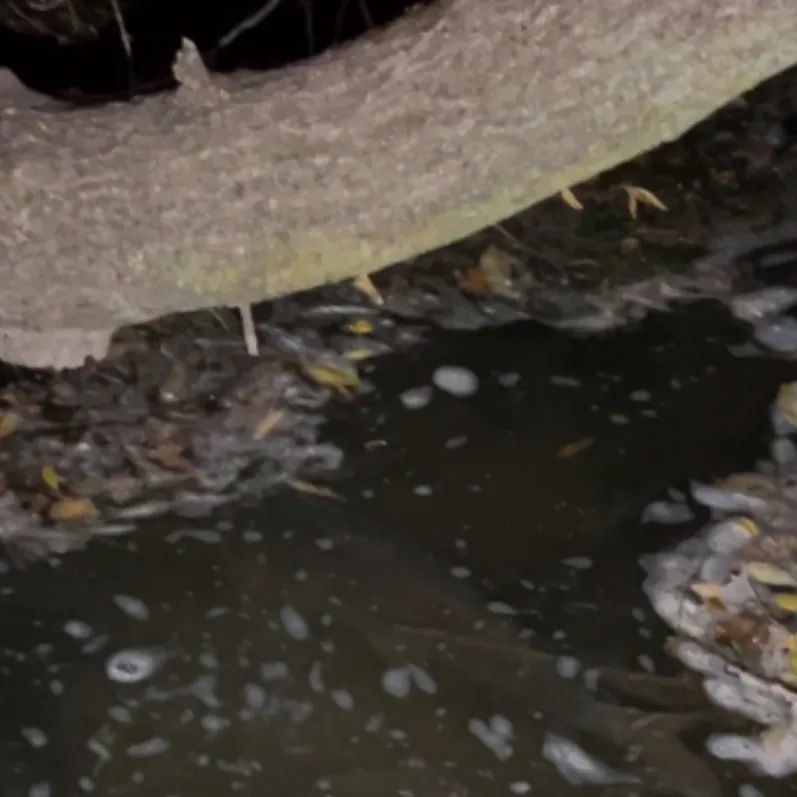 Common carp caught on Fishbrain