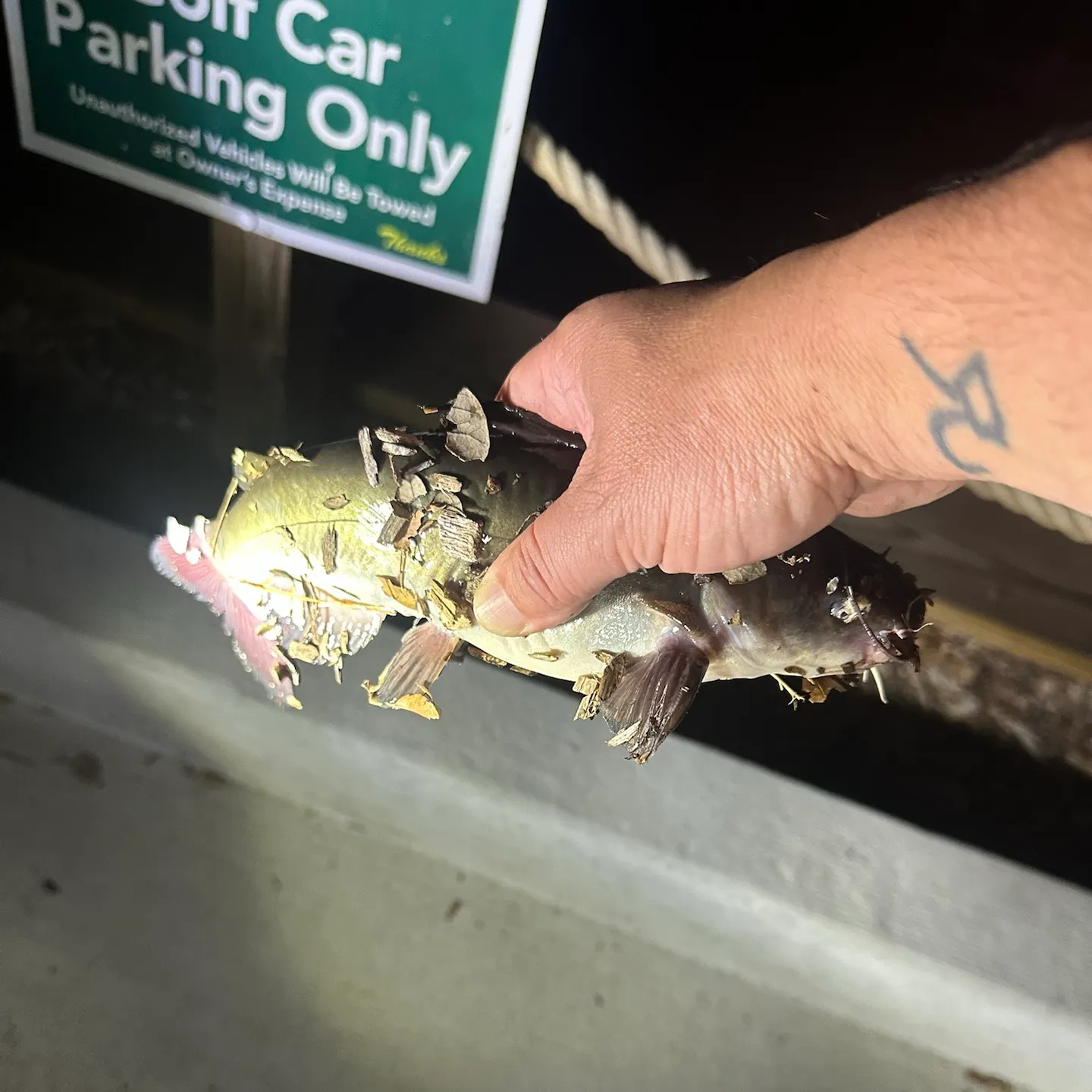 Channel catfish caught on Fishbrain