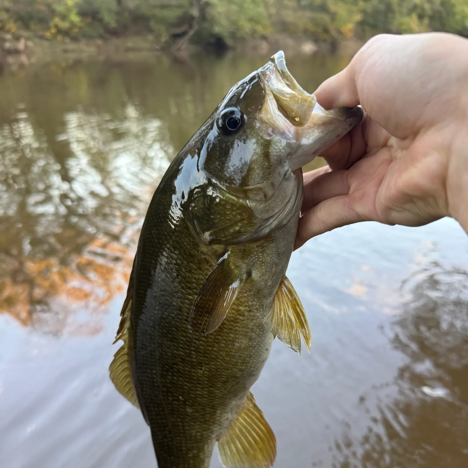 Smallmouth bass caught on Fishbrain