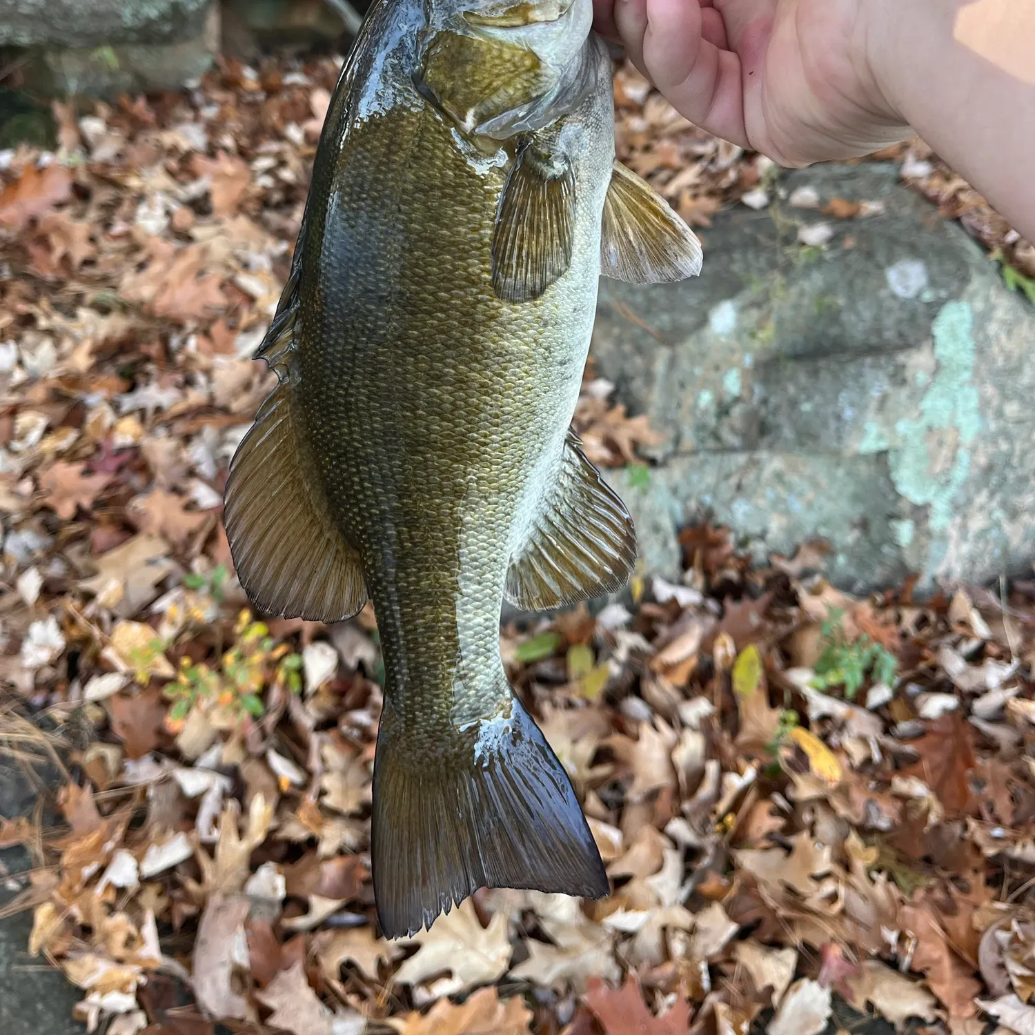 Smallmouth bass caught on Fishbrain