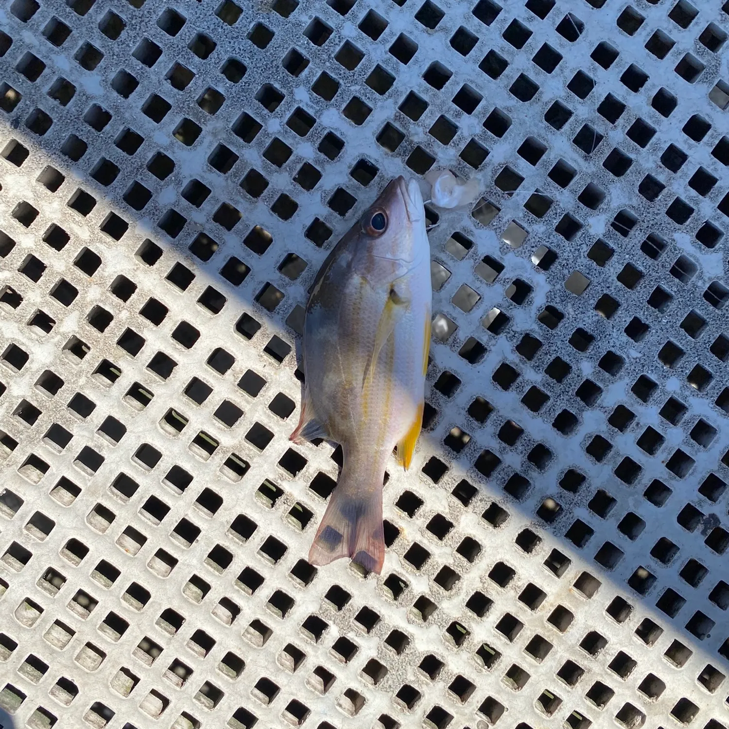 Moses perch caught on Fishbrain