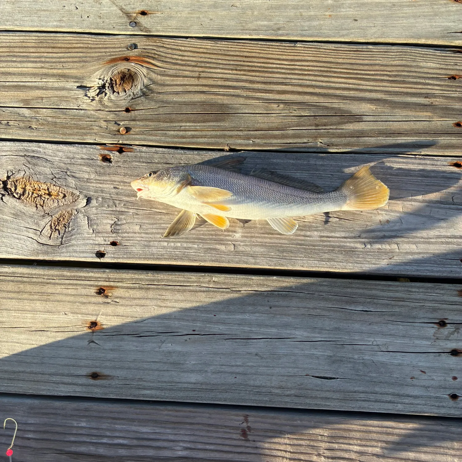 Southern kingcroaker caught on Fishbrain