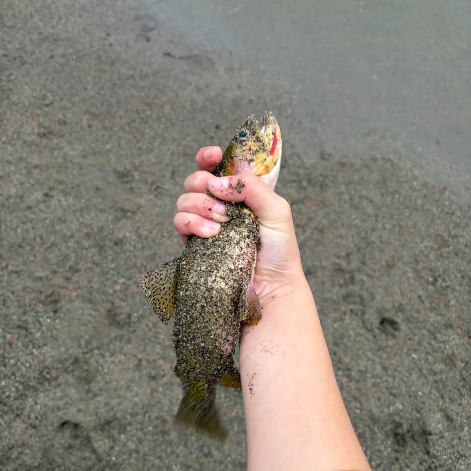 Cutthroat trout caught on Fishbrain