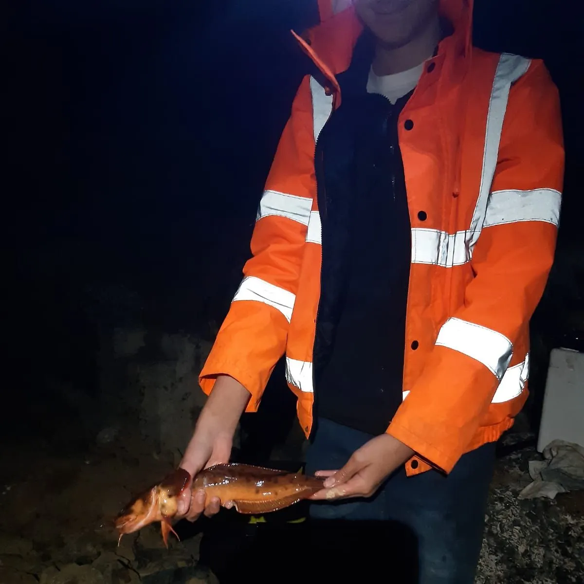 The most recent Three-bearded rockling catches on Fishbrain