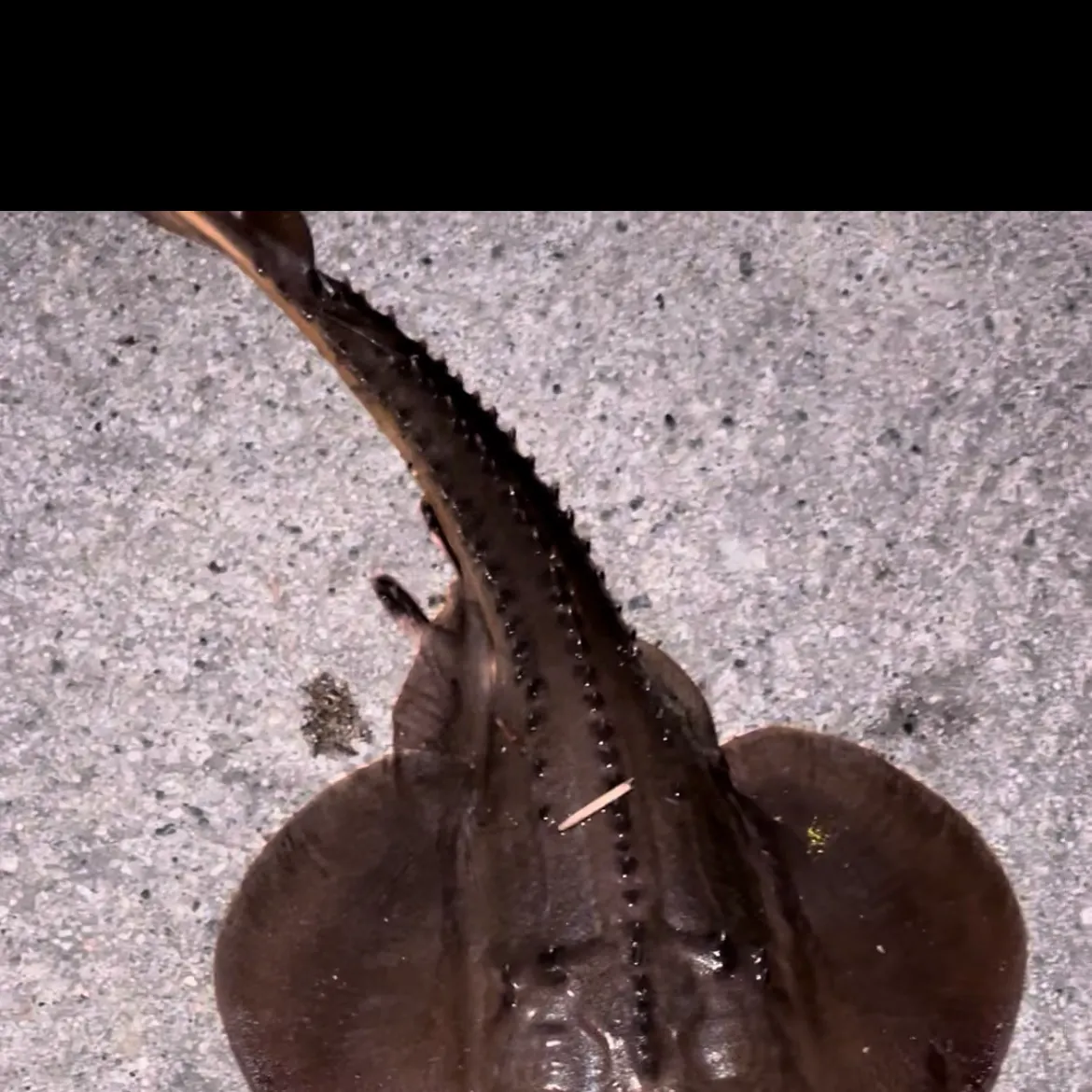 Thornback guitarfish caught on Fishbrain