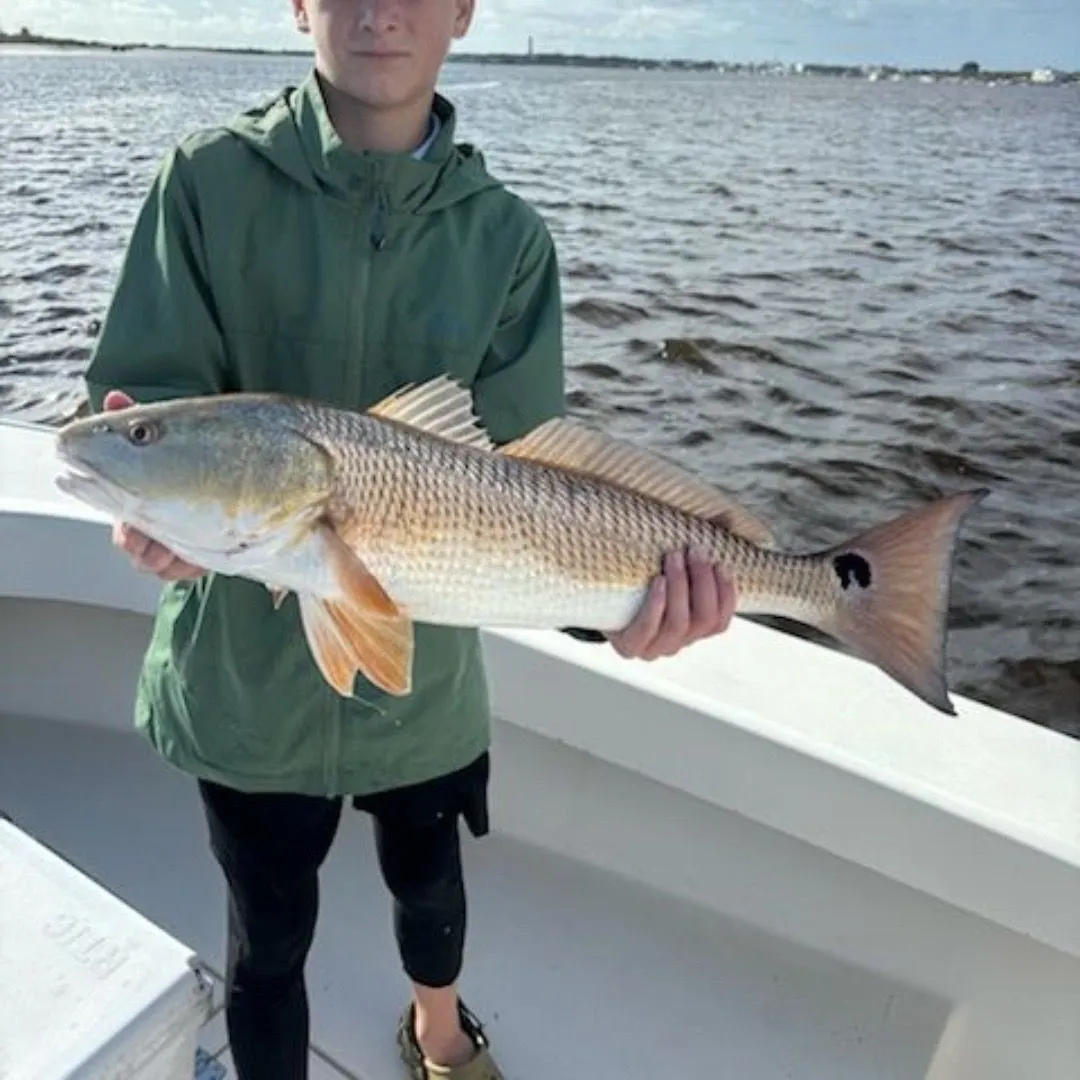 The most recent Red drum catches on Fishbrain