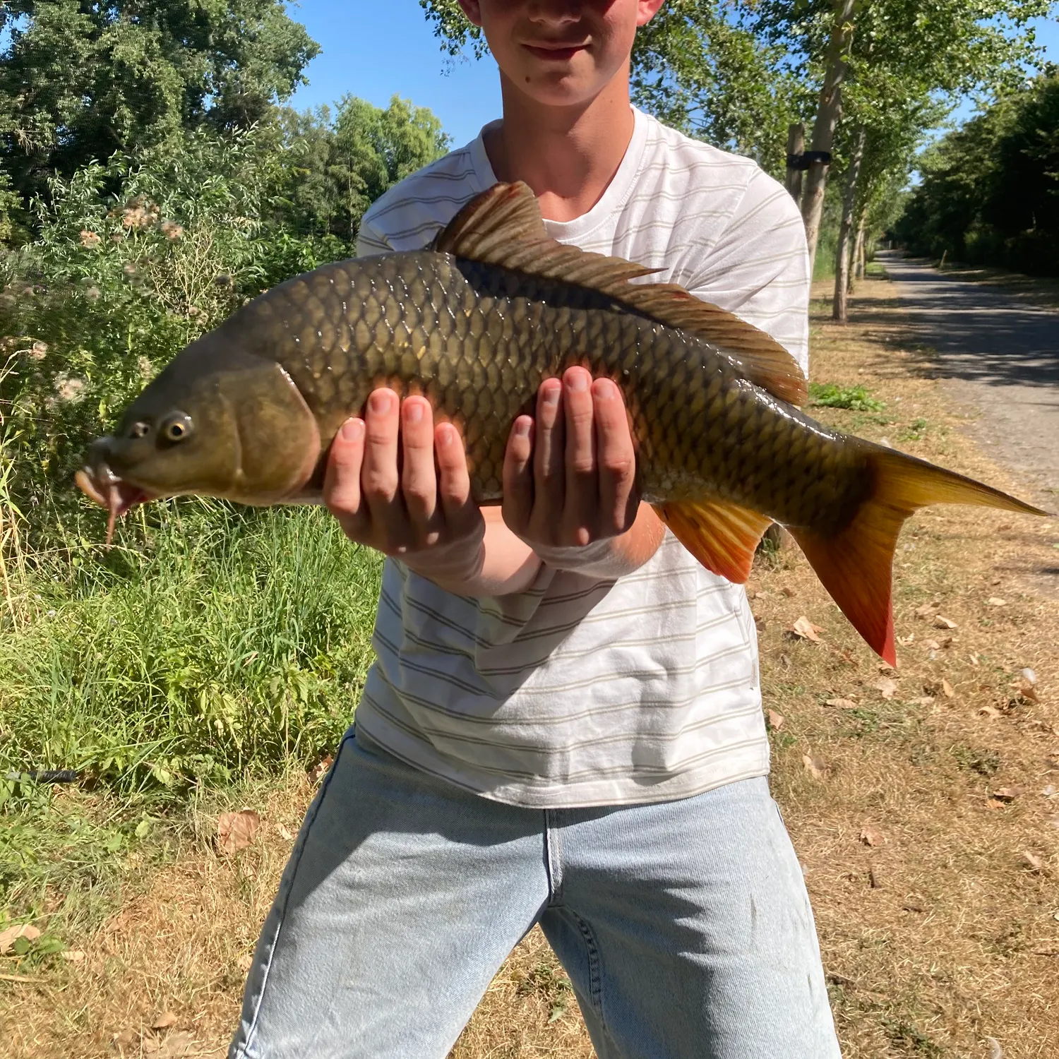 Common carp caught on Fishbrain