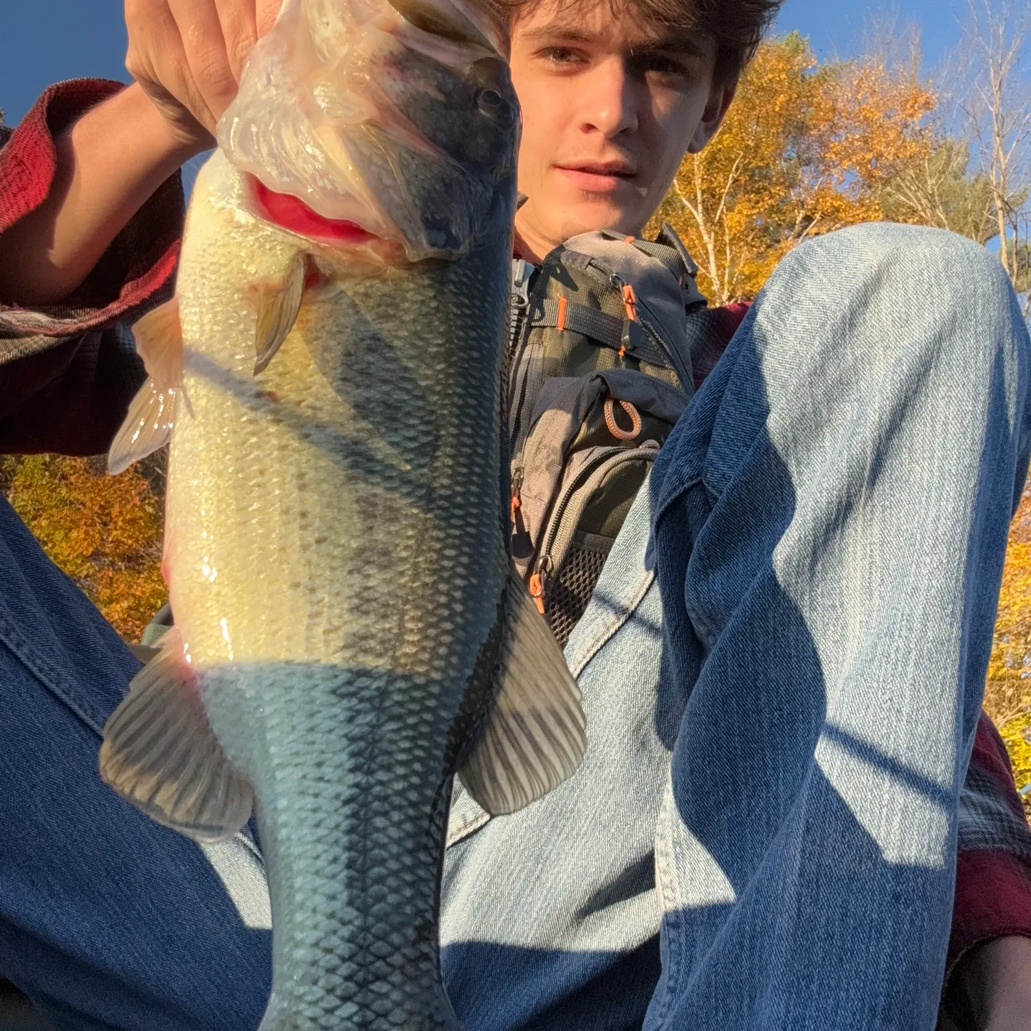 Largemouth bass caught on Fishbrain