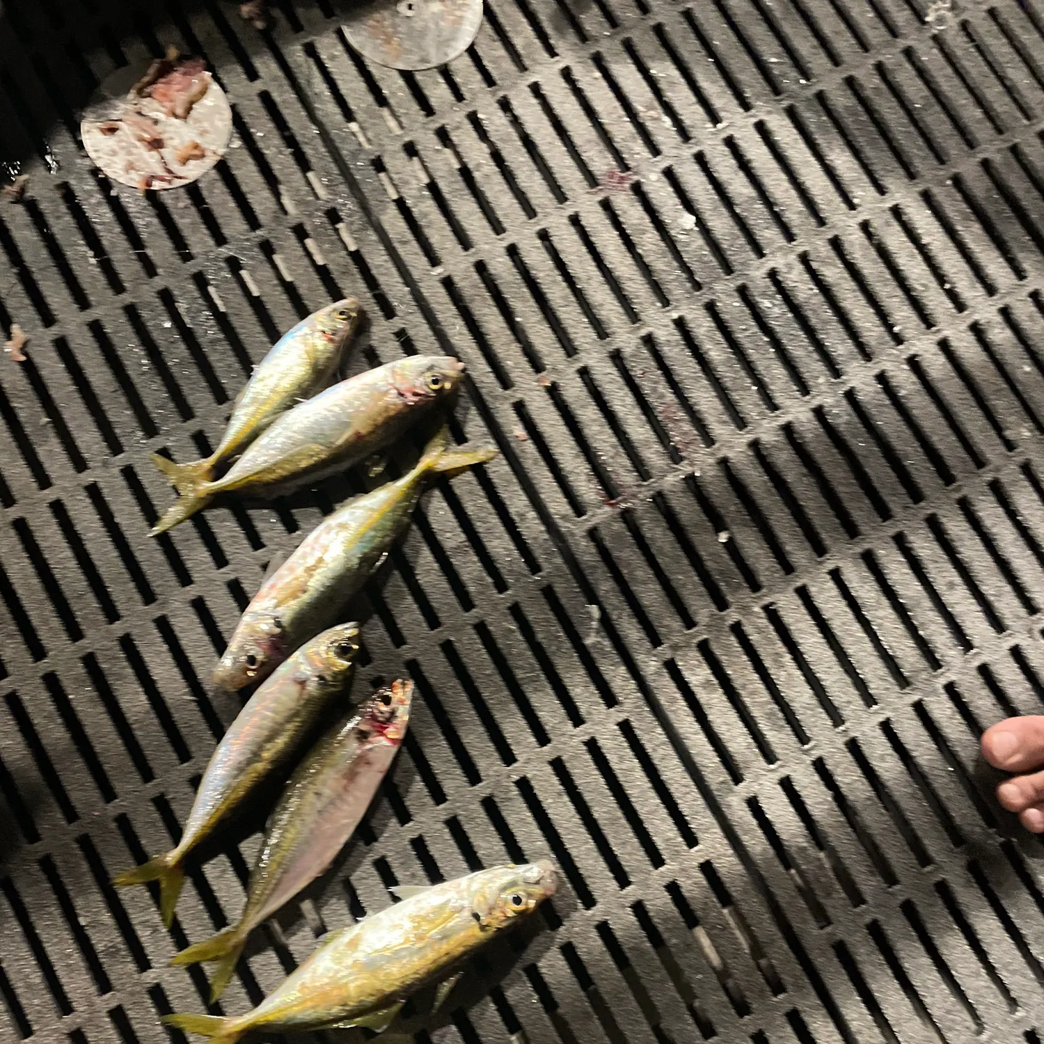 The most recent Greenback horse mackerel catches on Fishbrain