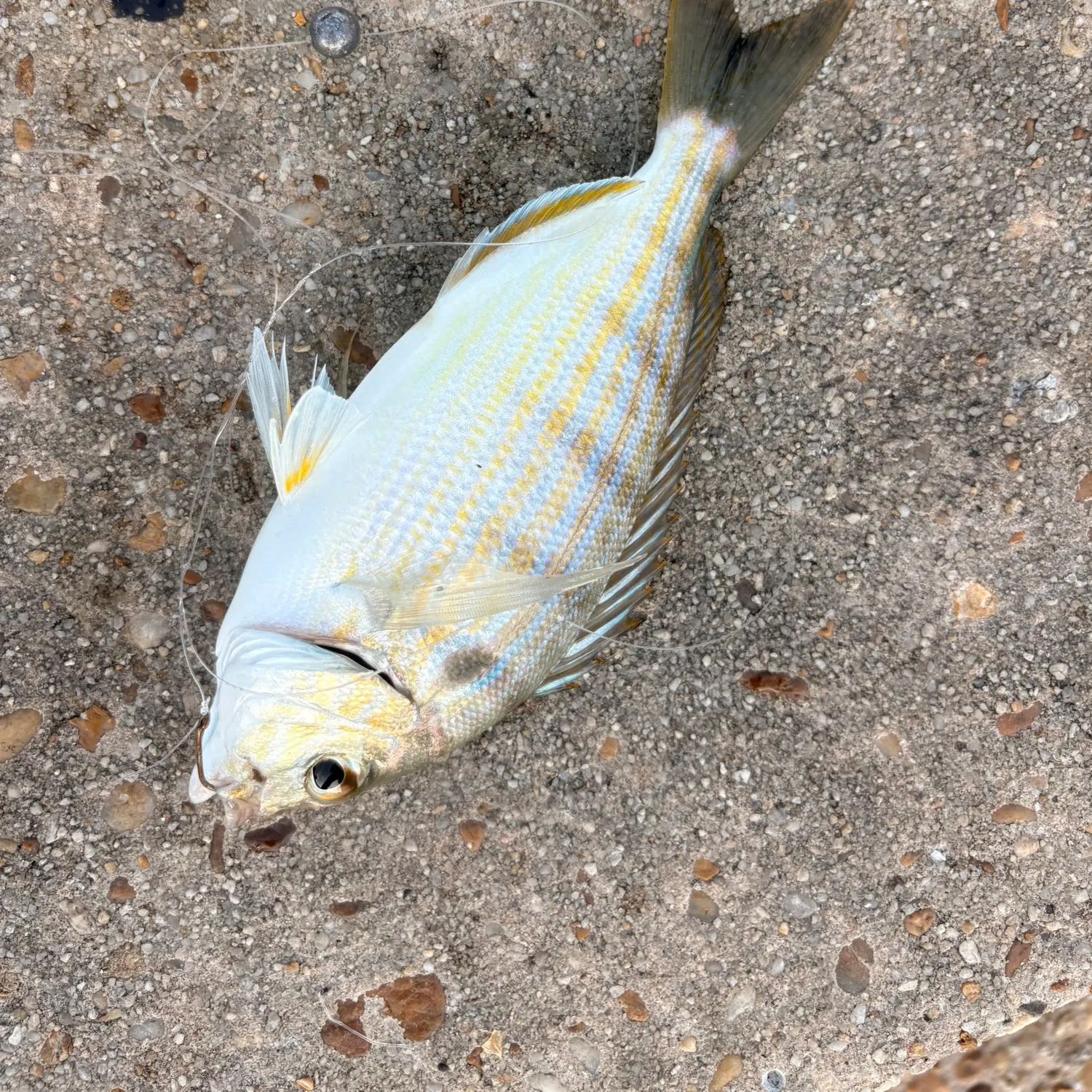 Pinfish caught on Fishbrain
