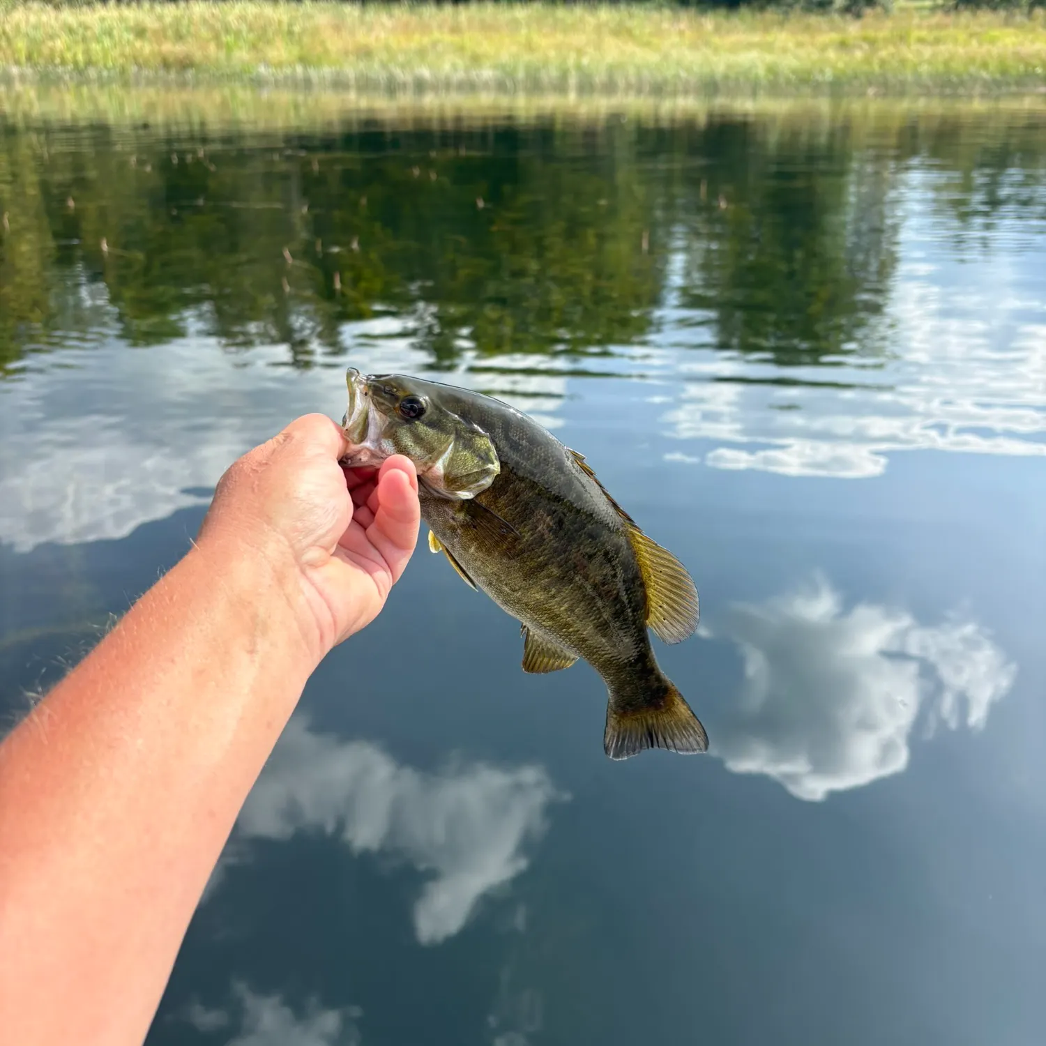 Smallmouth bass caught on Fishbrain